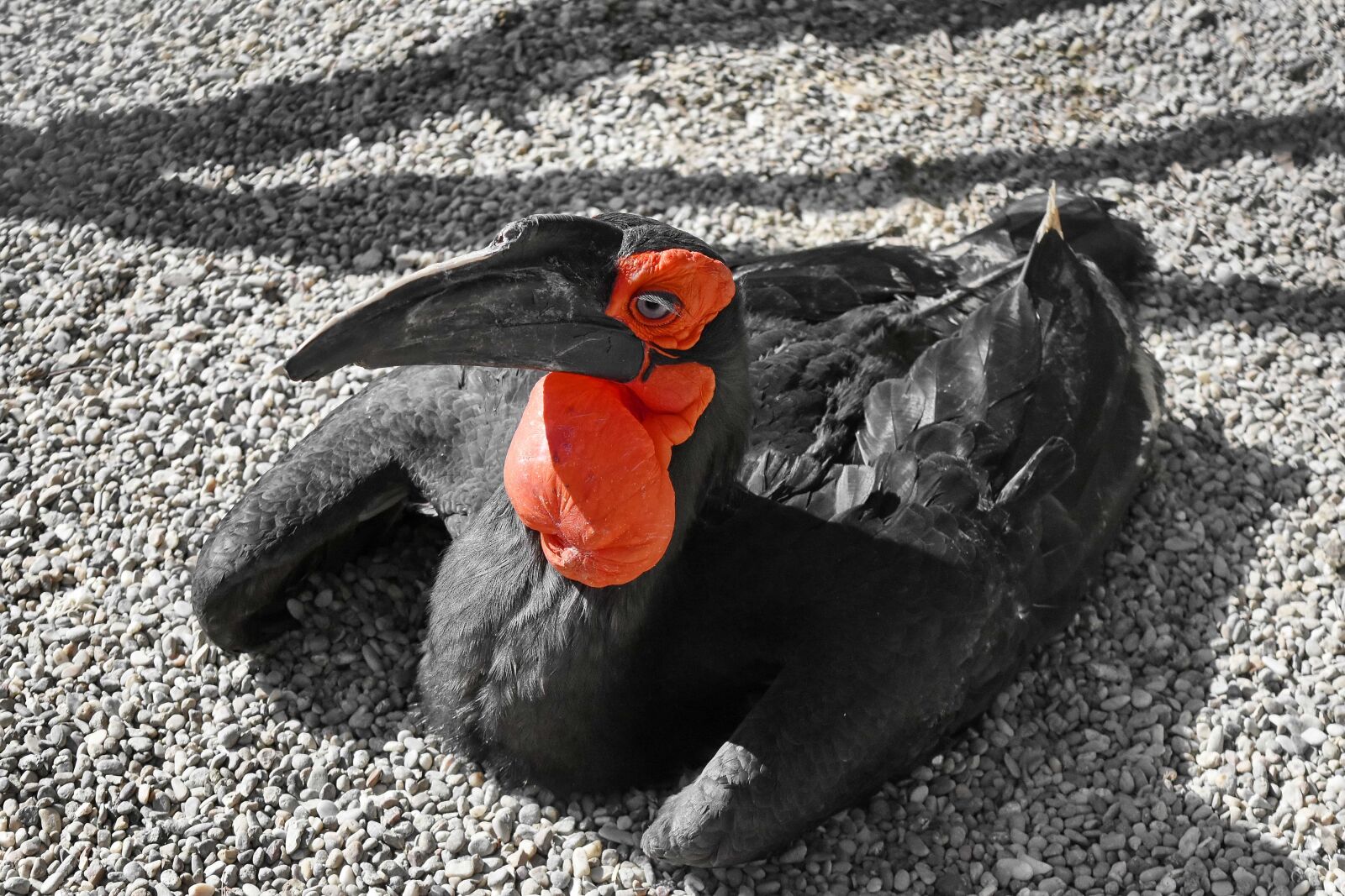 Nikon D5500 sample photo. Exotic, tropic, bird, animal photography