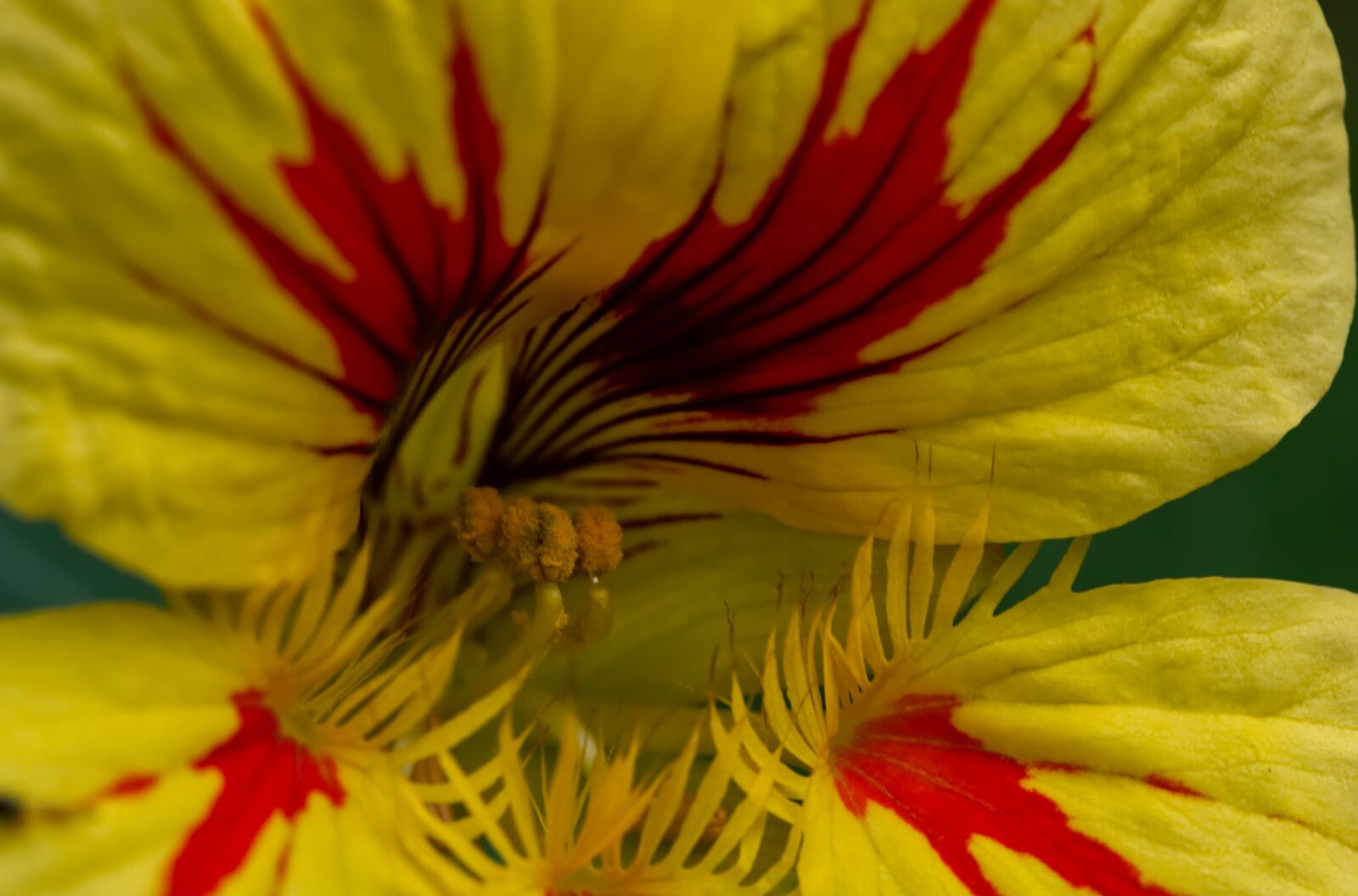 Nikon D3100 sample photo. Nasturtium, plant, flower photography