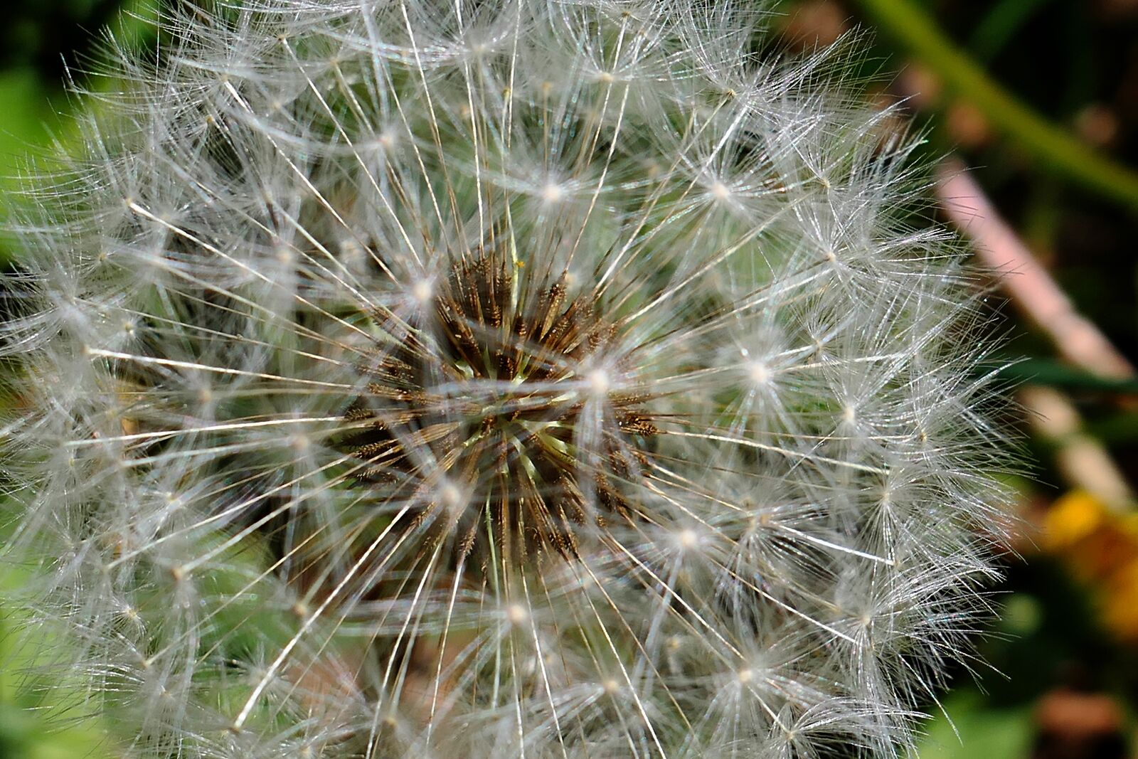 Panasonic Lumix DMC-LX10 (Lumix DMC-LX15) sample photo. Dandelion, nature, summer photography