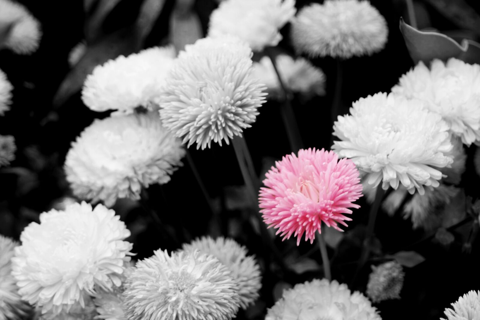 Canon EF 35-80mm F4.0-5.6 III sample photo. Flower, flora, nature photography