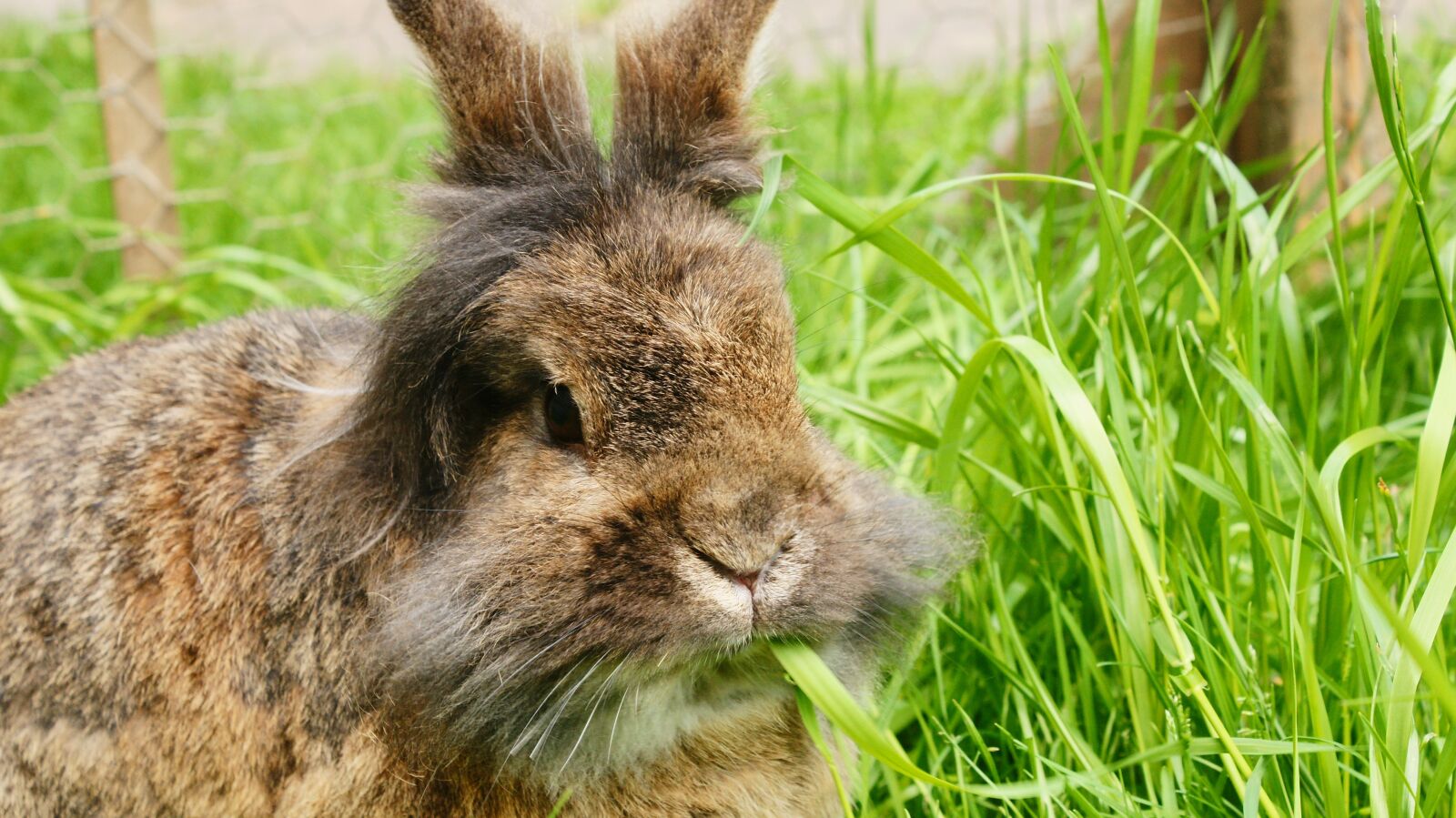 Sony Alpha DSLR-A700 sample photo. Rabbit, grass, spring photography
