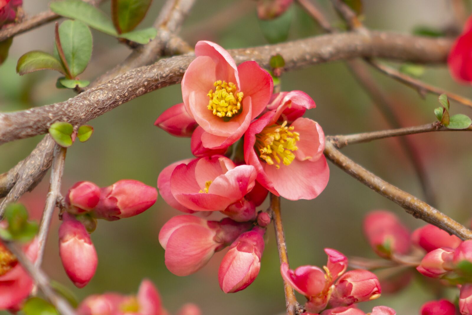 Canon EF75-300mm f/4-5.6 sample photo. Japanese quince, flower, shrub photography