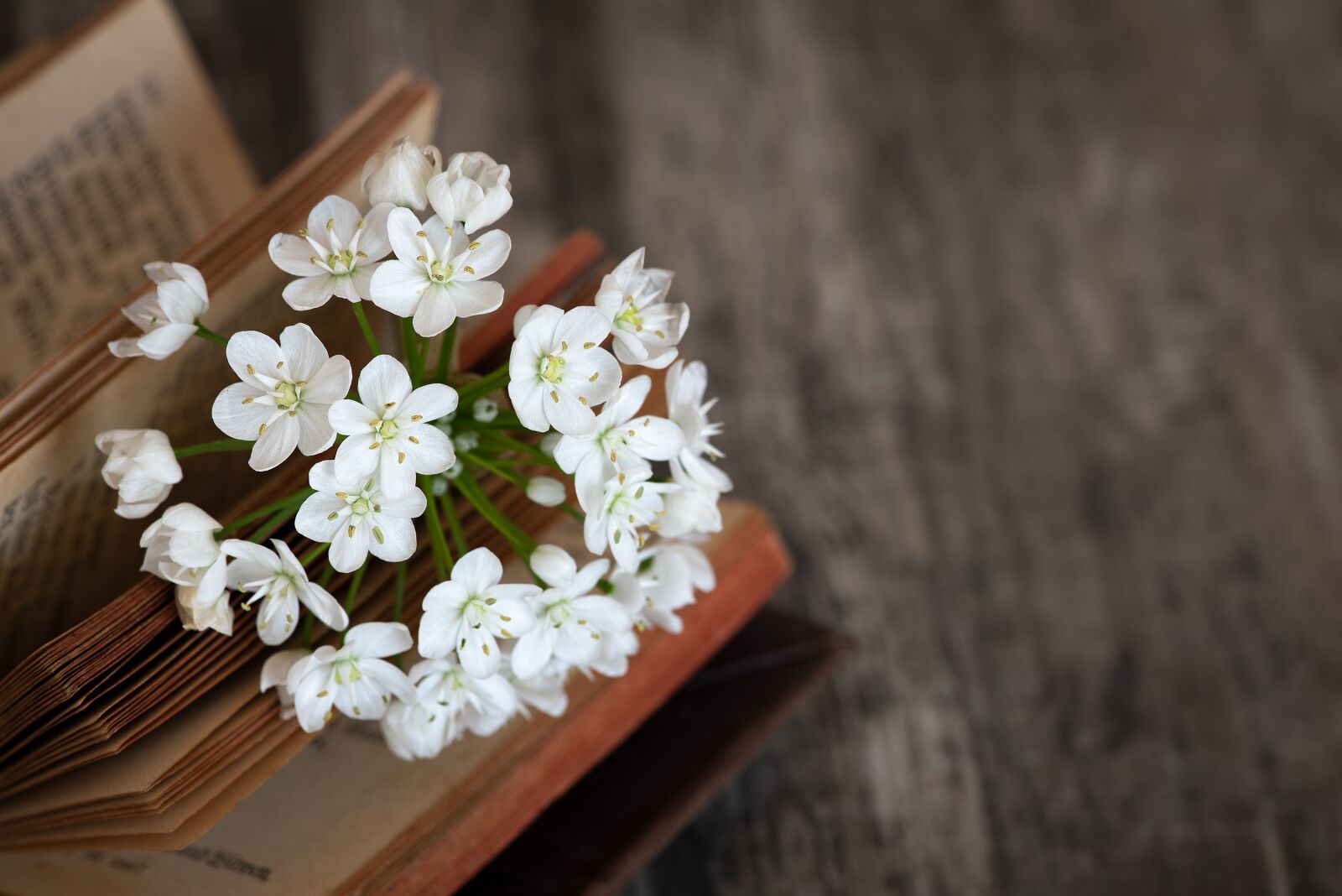 Nikon D750 sample photo. Blossom, bloom, white photography