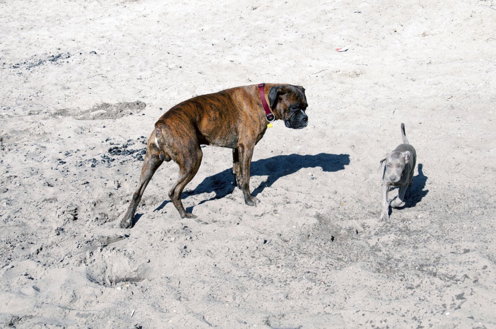Nikon D300 sample photo. Animal, dog, friend photography
