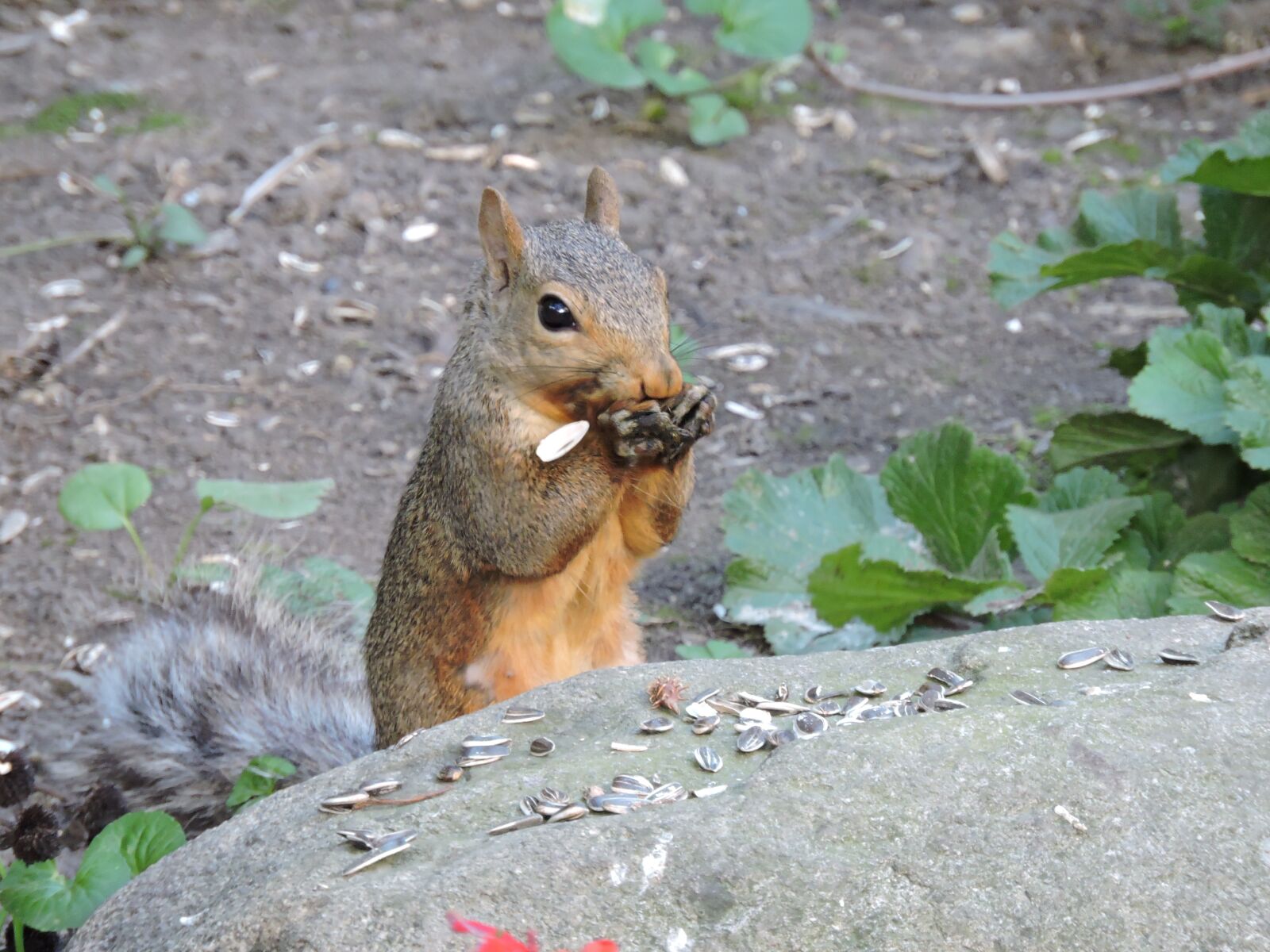 Nikon Coolpix P600 sample photo. Gray squirrel, squirrel, squirrels photography
