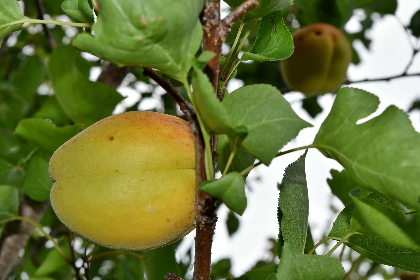 Nikon D5500 sample photo. Apricot, orchard, nature, leaf photography