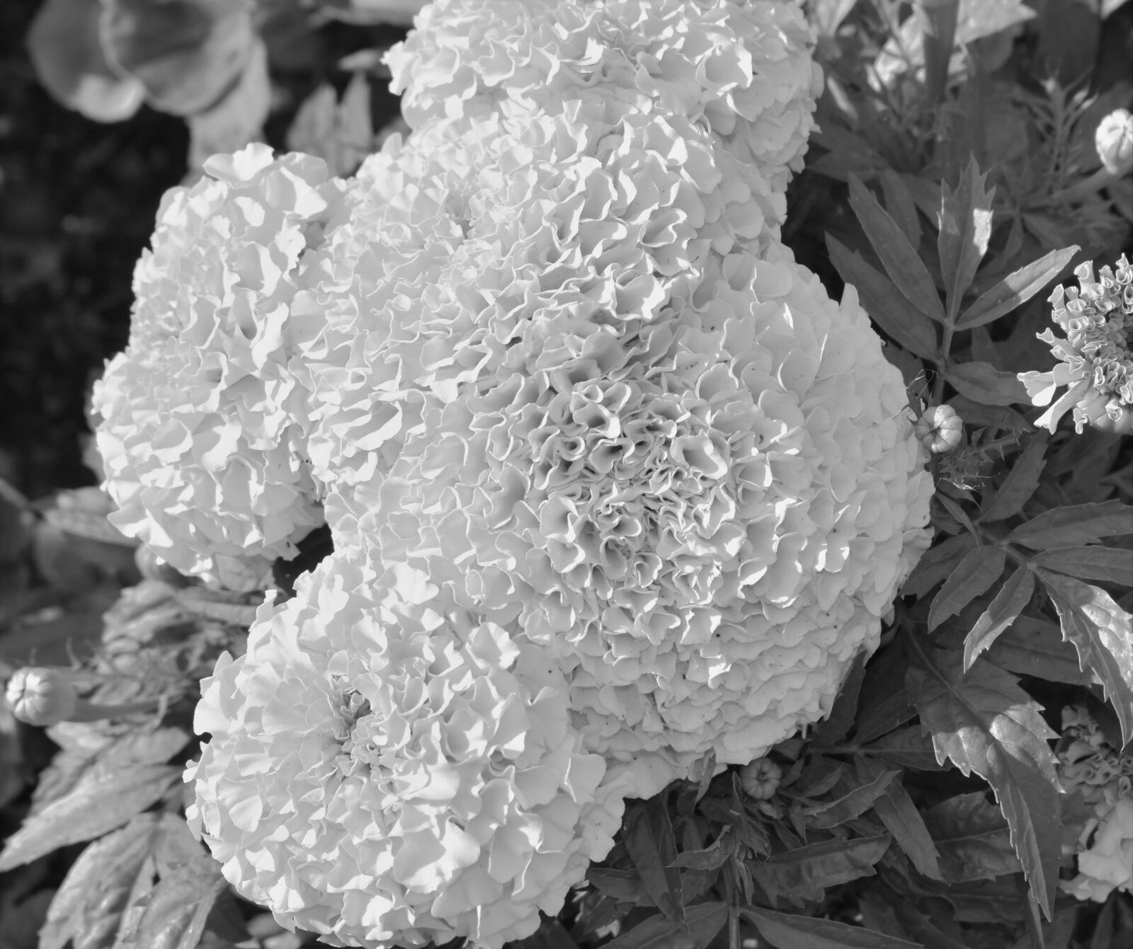 Nikon D3500 sample photo. Flowers, black and white photography