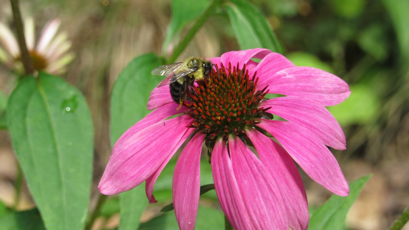 Canon PowerShot SX530 HS sample photo. Bee, flower, insects photography