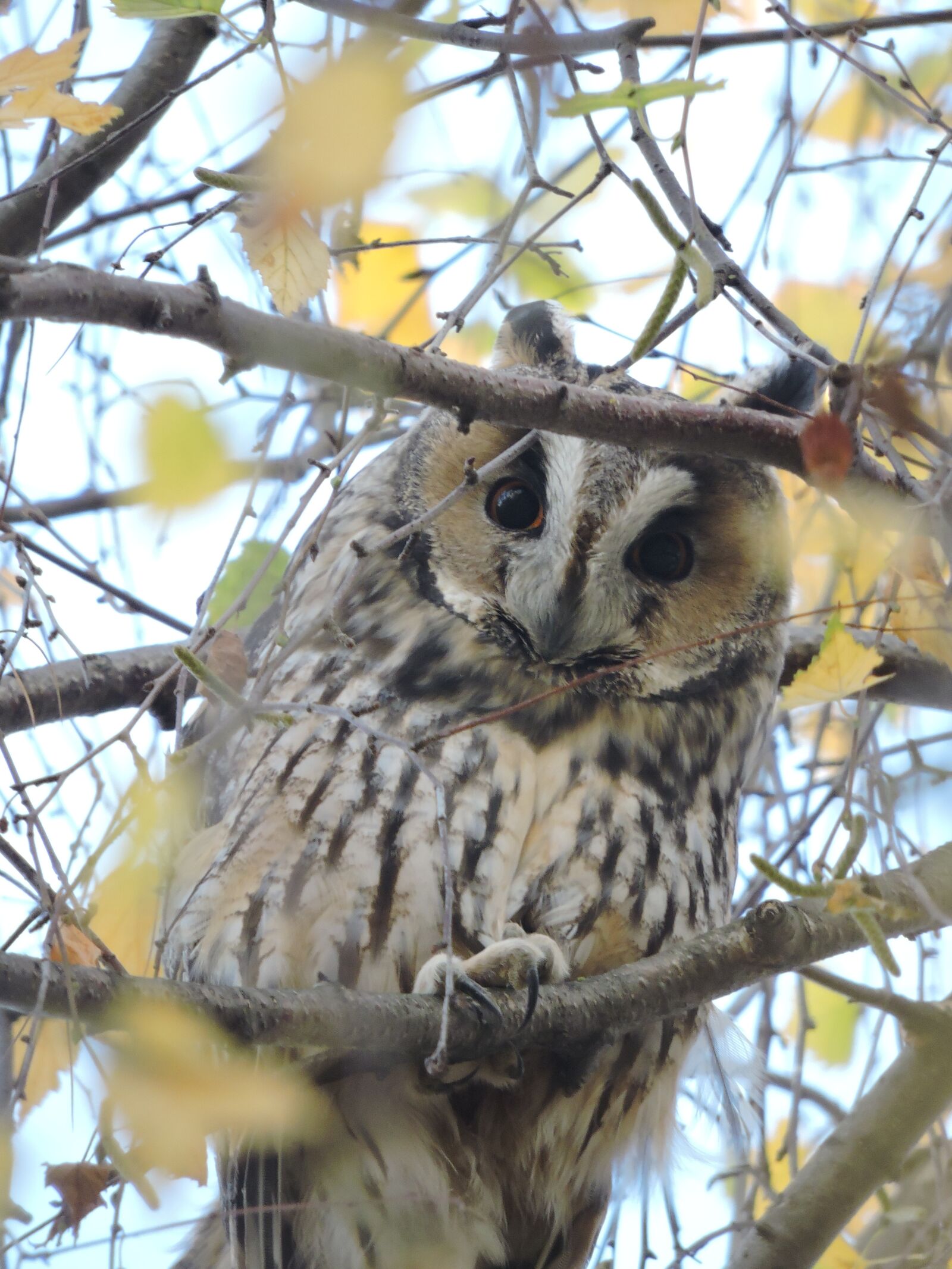 Nikon Coolpix P600 sample photo. Owl, long-eared owl, czech photography