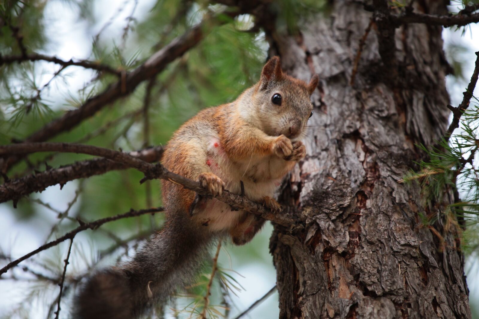 Canon EOS 5D Mark II sample photo. Squirrel, nature, animals photography