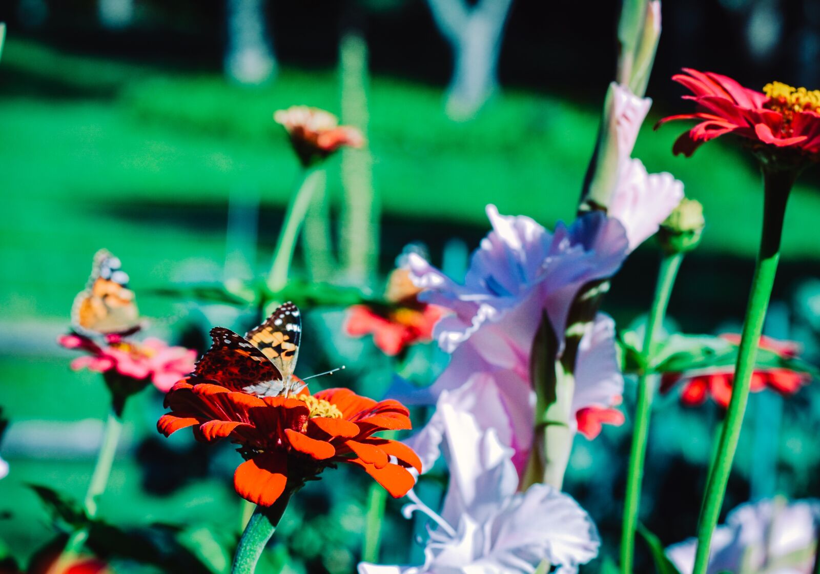 Nikon D3100 sample photo. Painted lady butterfly, painted photography
