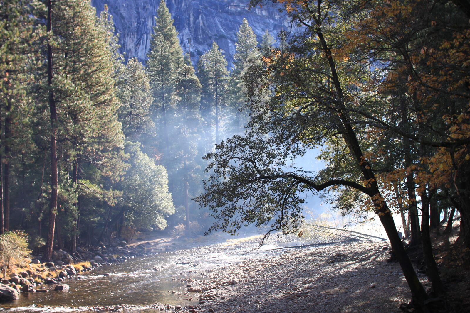 Canon EOS 500D (EOS Rebel T1i / EOS Kiss X3) sample photo. Yosemite, national park, wood photography