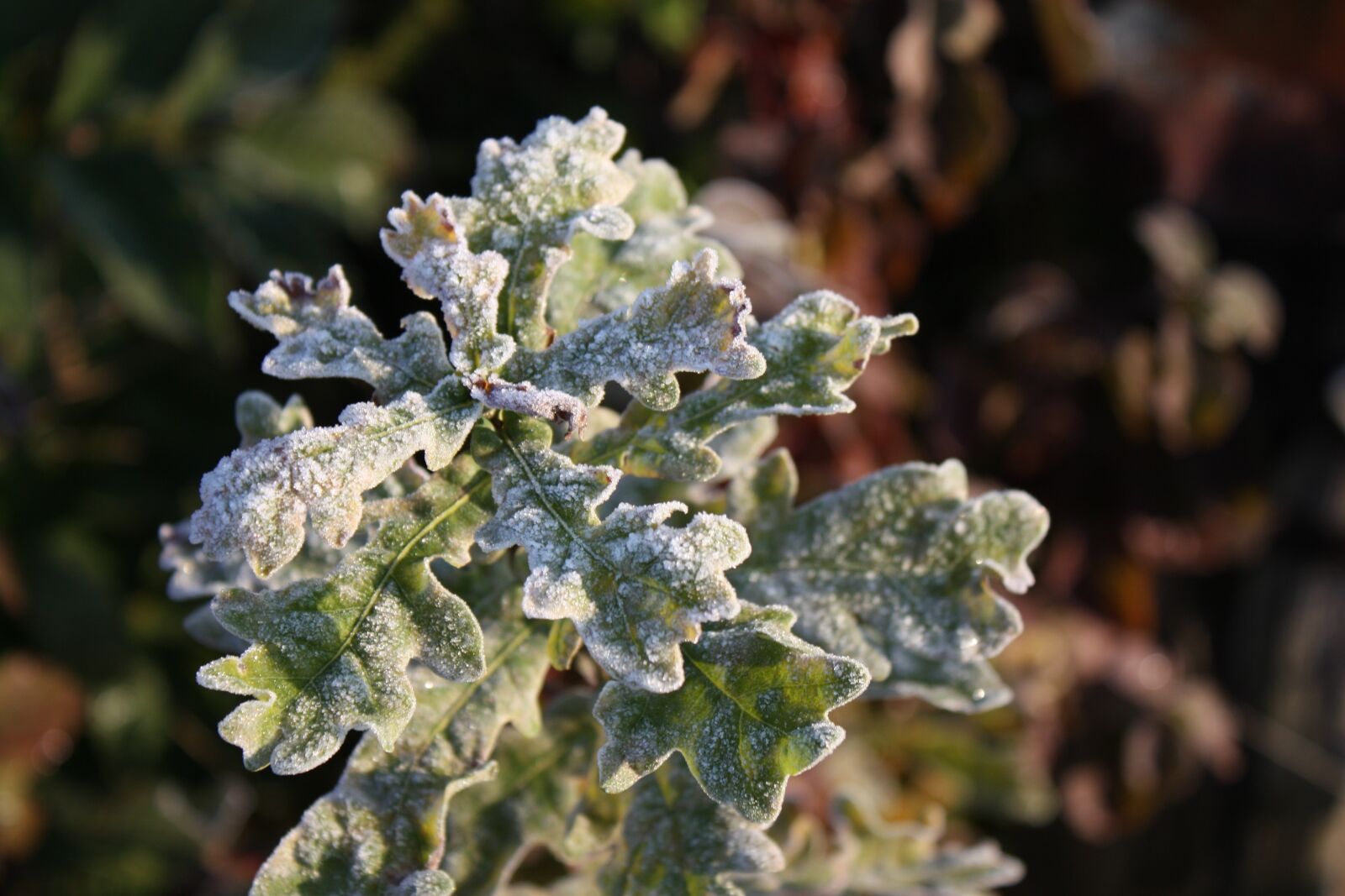 Canon EOS 450D (EOS Rebel XSi / EOS Kiss X2) sample photo. Frost, plant, winter photography