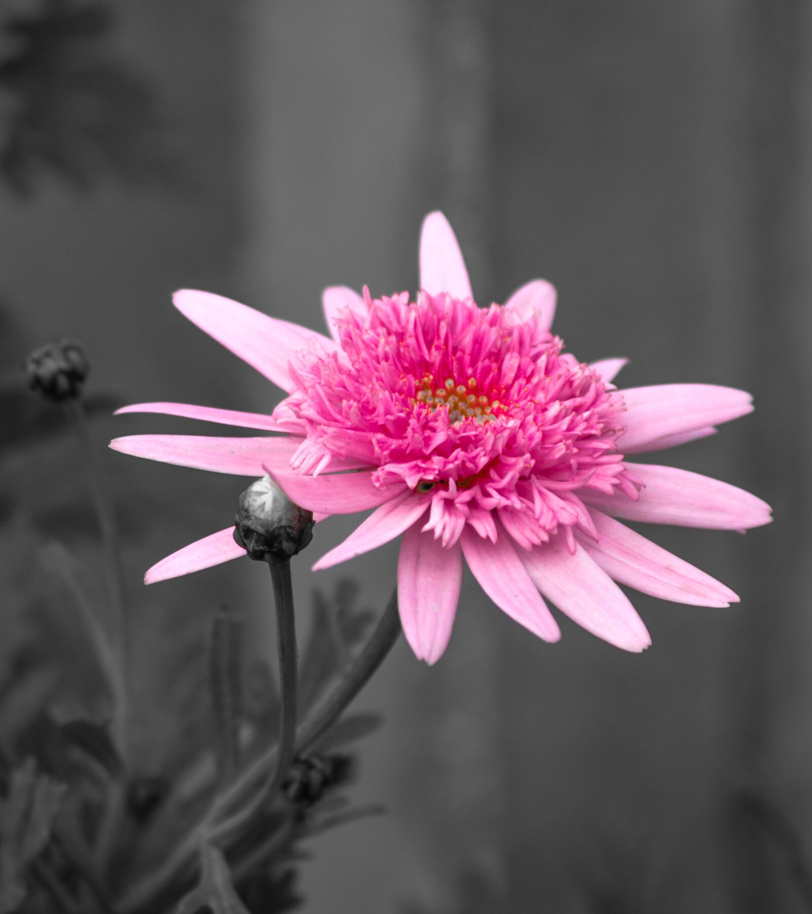 Nikon D5100 sample photo. Flower, nature, flora photography