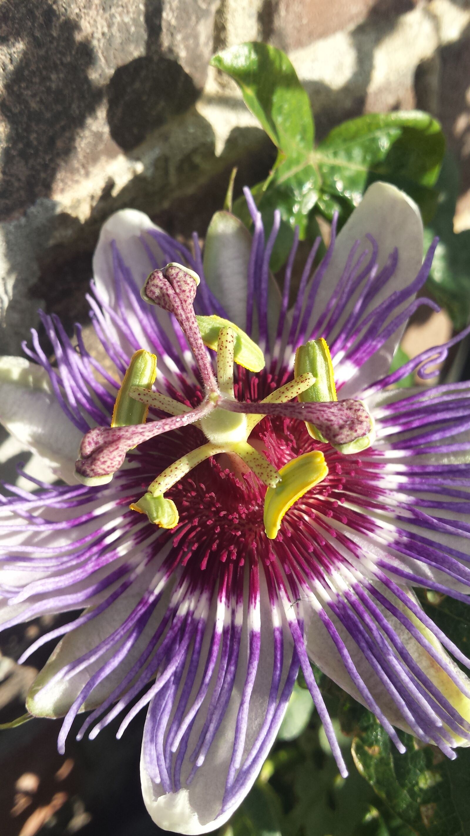 Samsung Galaxy S4 sample photo. Passion, flower, center photography
