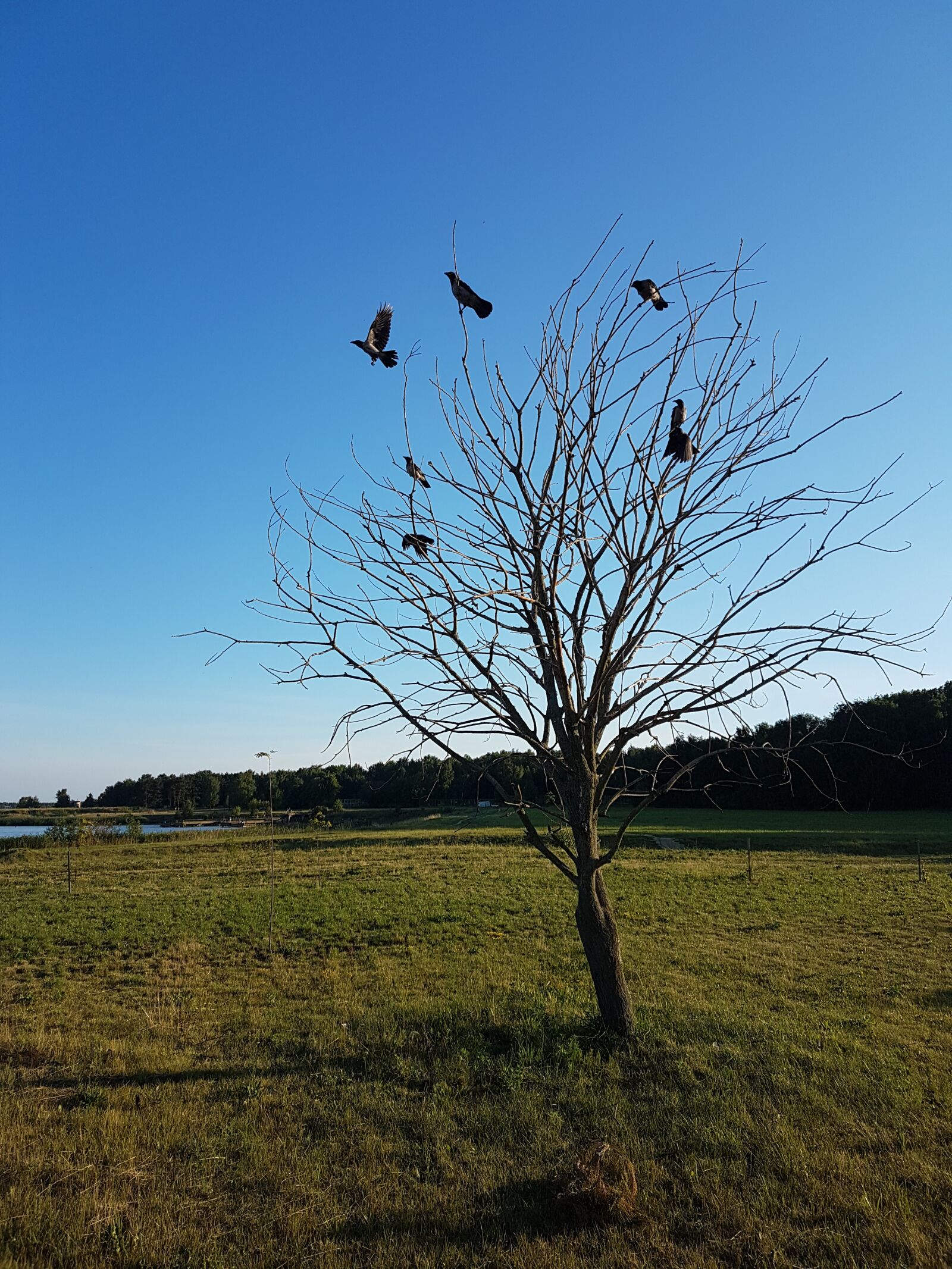 Samsung Galaxy S7 Edge sample photo. Bird, branch, bullfinch photography