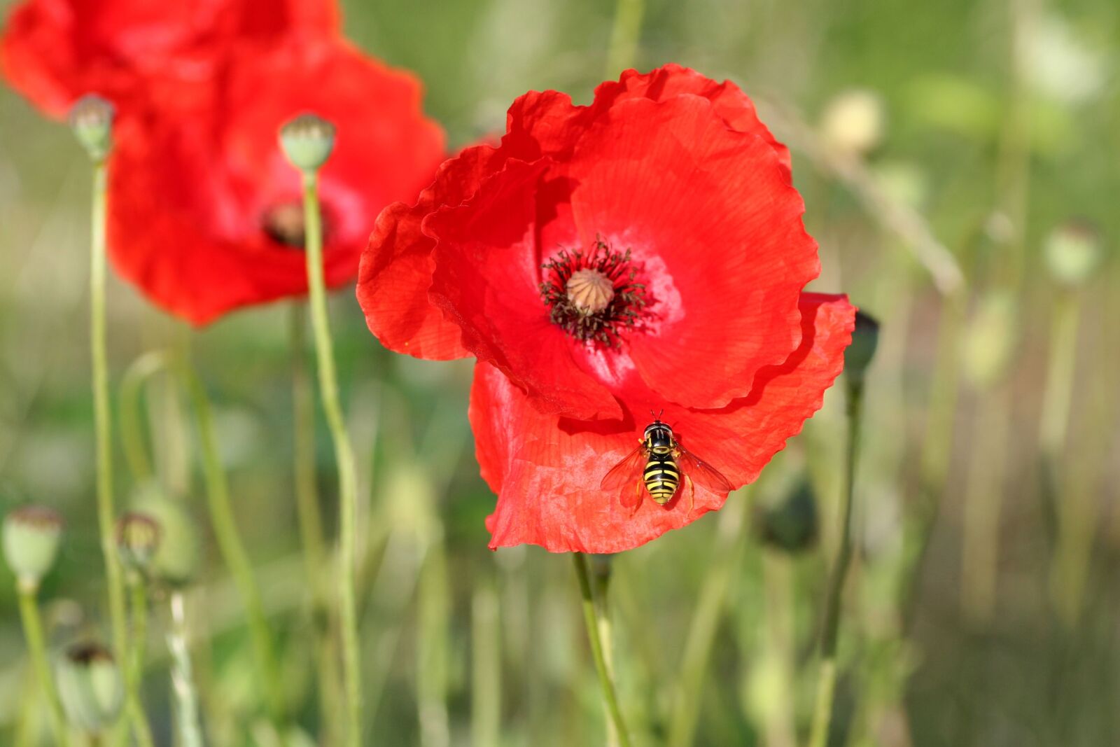 Canon EOS 350D (EOS Digital Rebel XT / EOS Kiss Digital N) sample photo. Poppy, flower, insect photography