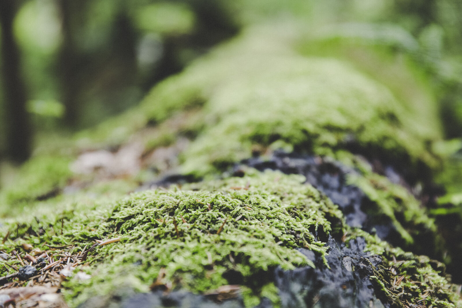 Canon EF 24-70mm F2.8L II USM sample photo. Moss, macro, close, up photography