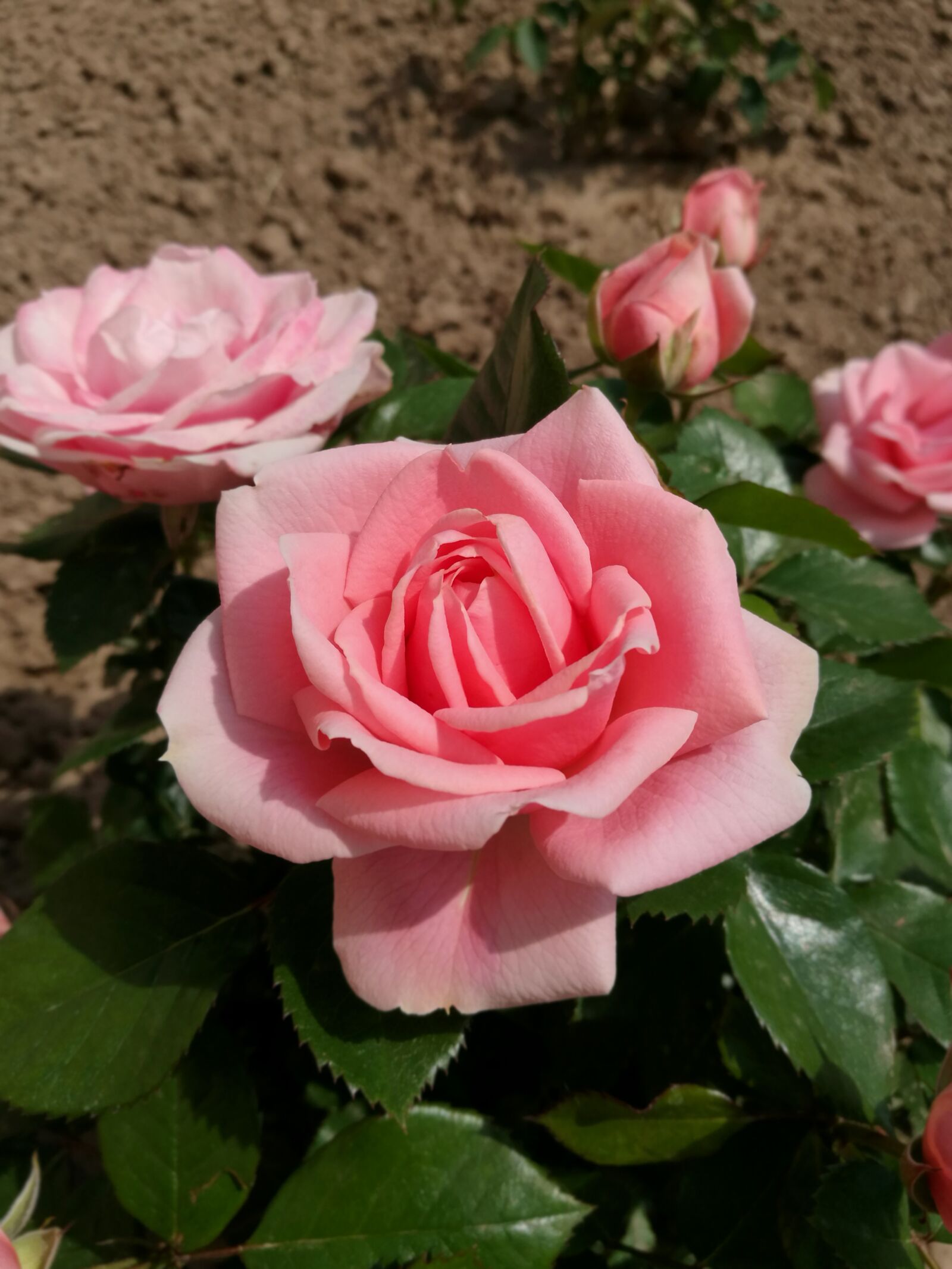 HUAWEI P9 sample photo. Pink rose, macro, summer photography