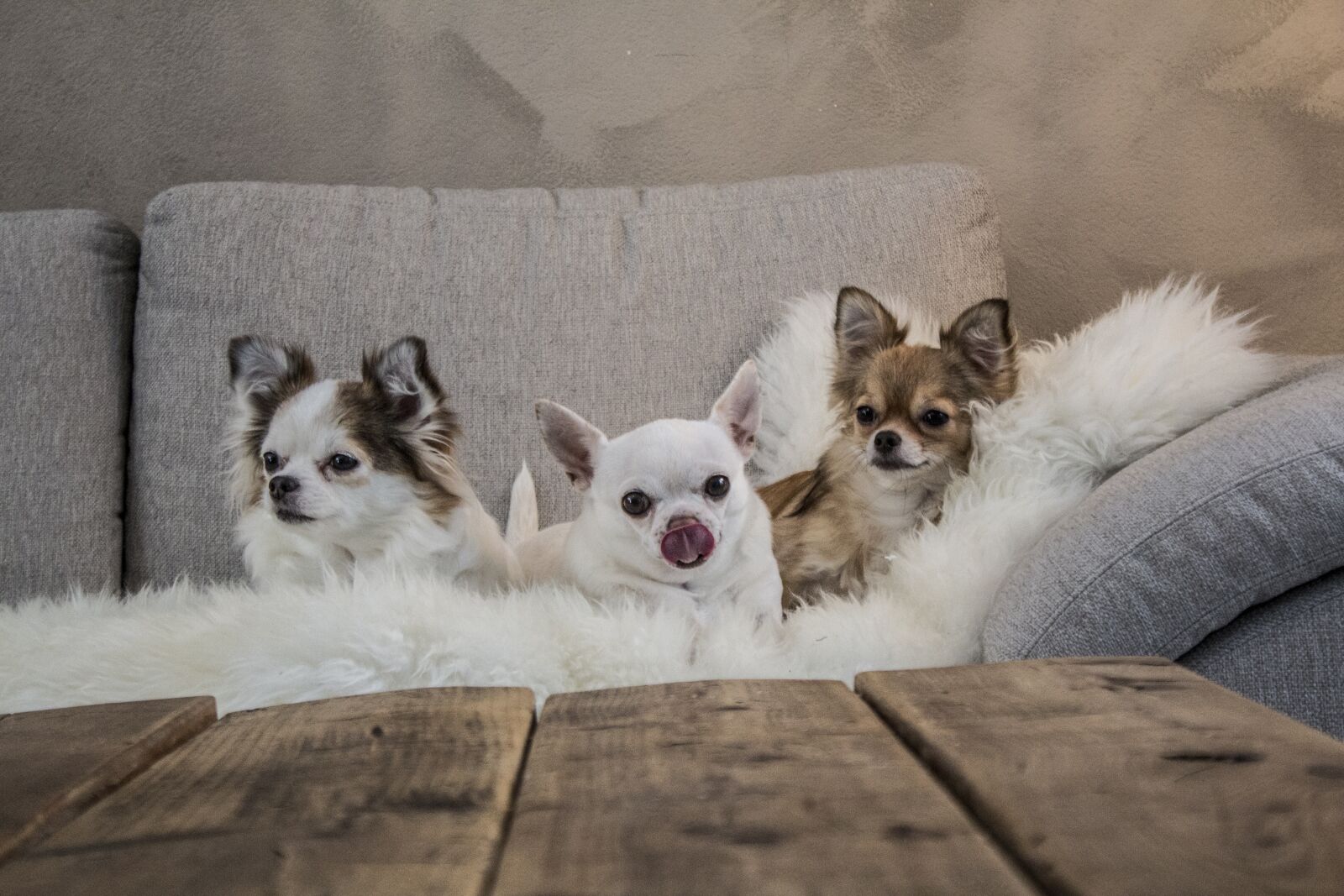 Canon EOS 600D (Rebel EOS T3i / EOS Kiss X5) sample photo. Dog, chihuahua, pet photography