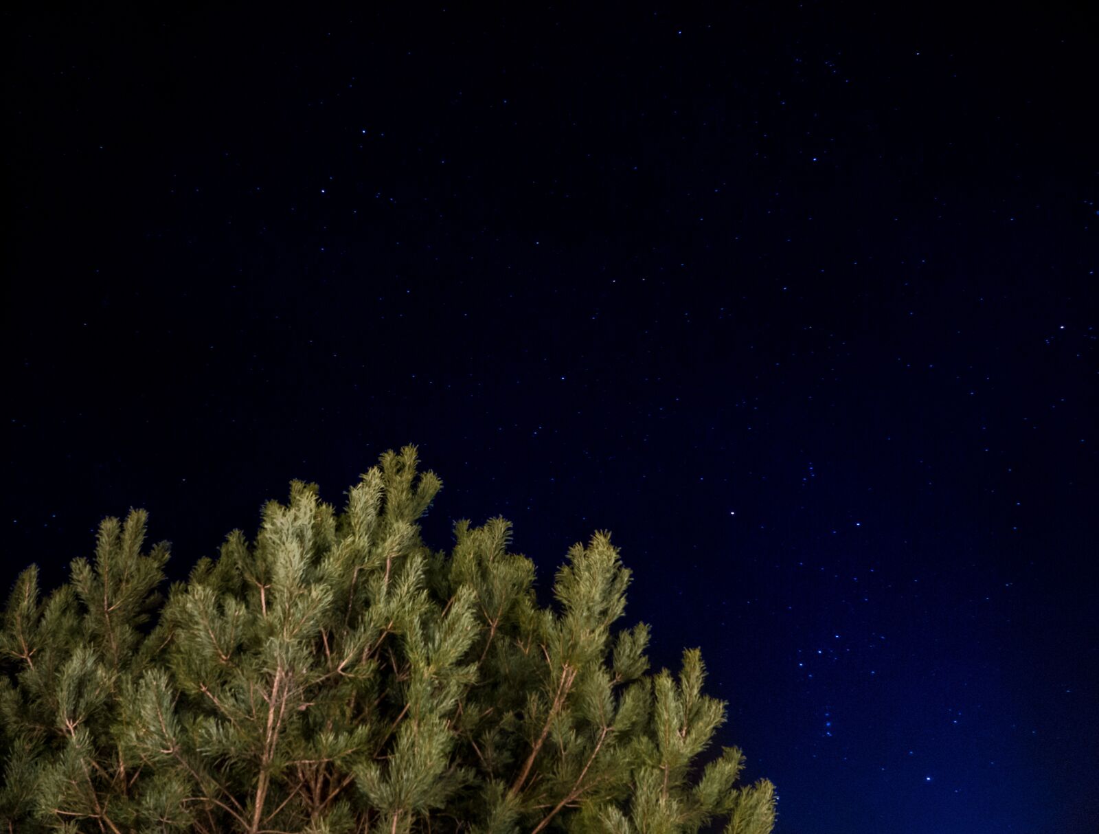 Sony DT 16-50mm F2.8 SSM sample photo. Forest, nature, night, pine photography