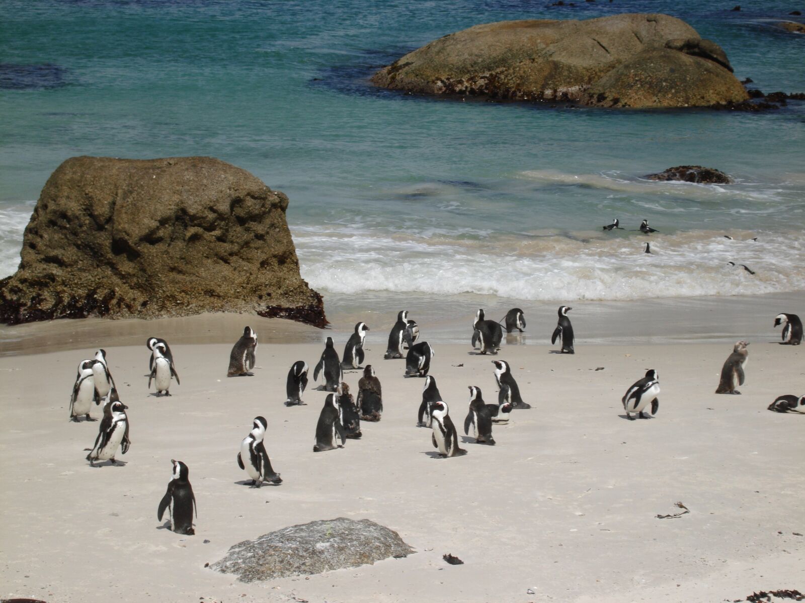 Sony DSC-N1 sample photo. Penguins, sand, ocean photography