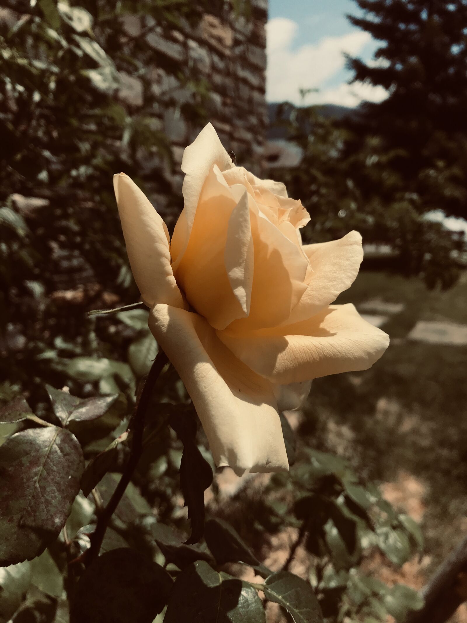 Apple iPad Pro (12.9-inch) (2nd generation) sample photo. Rosa, flower, nature photography