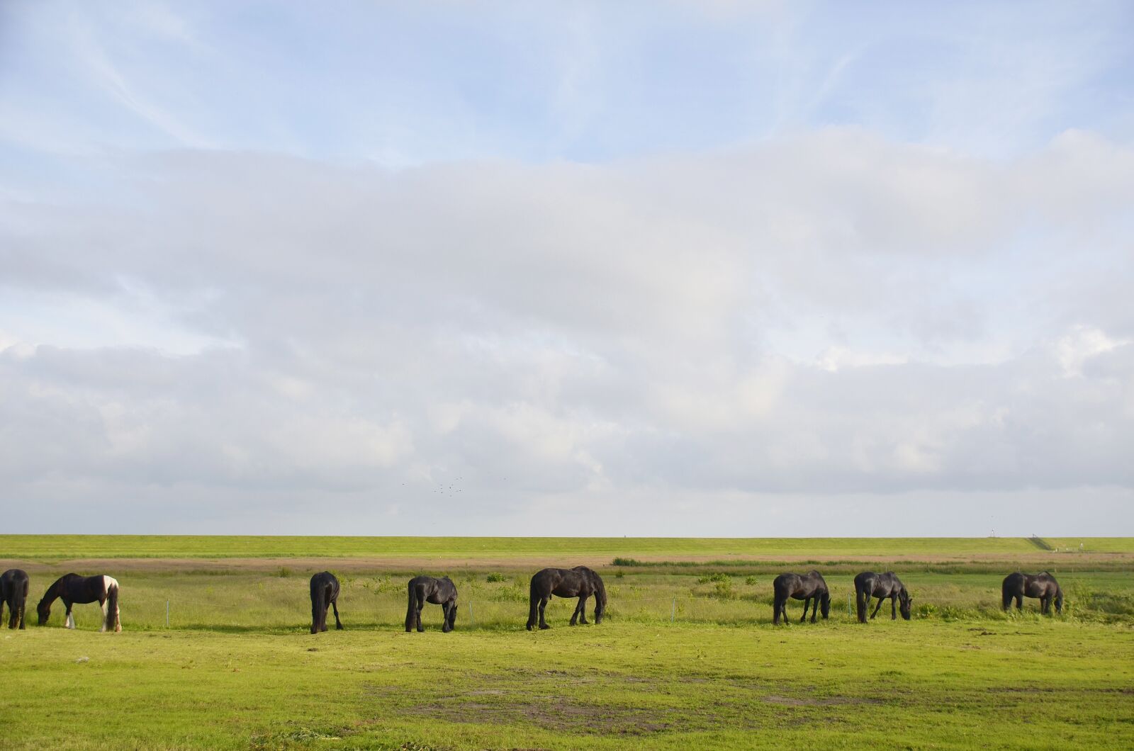 Nikon D5100 sample photo. Terschelling, sea view, view photography