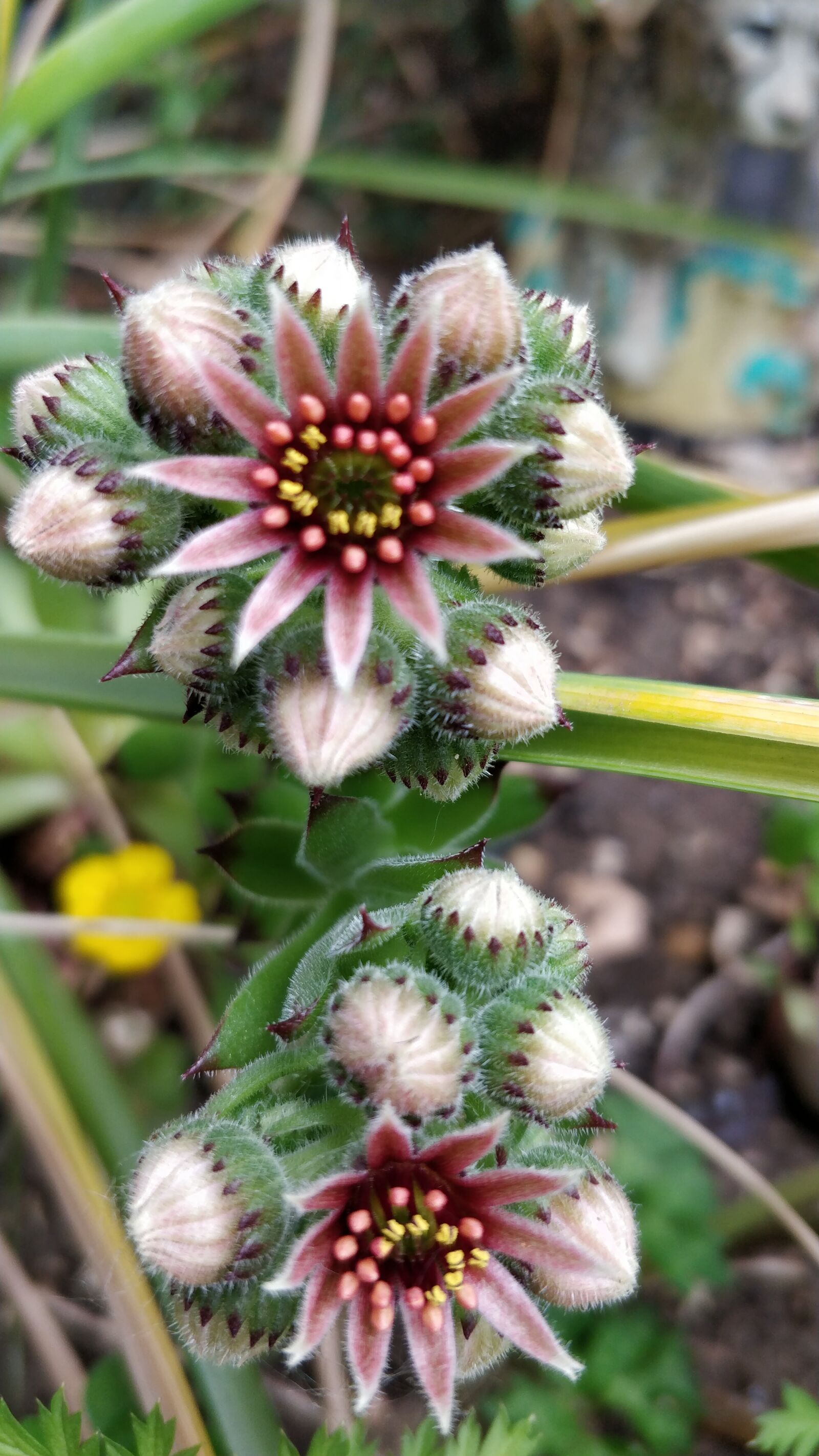 OnePlus 5 sample photo. Flower, succulent plant, surreal photography
