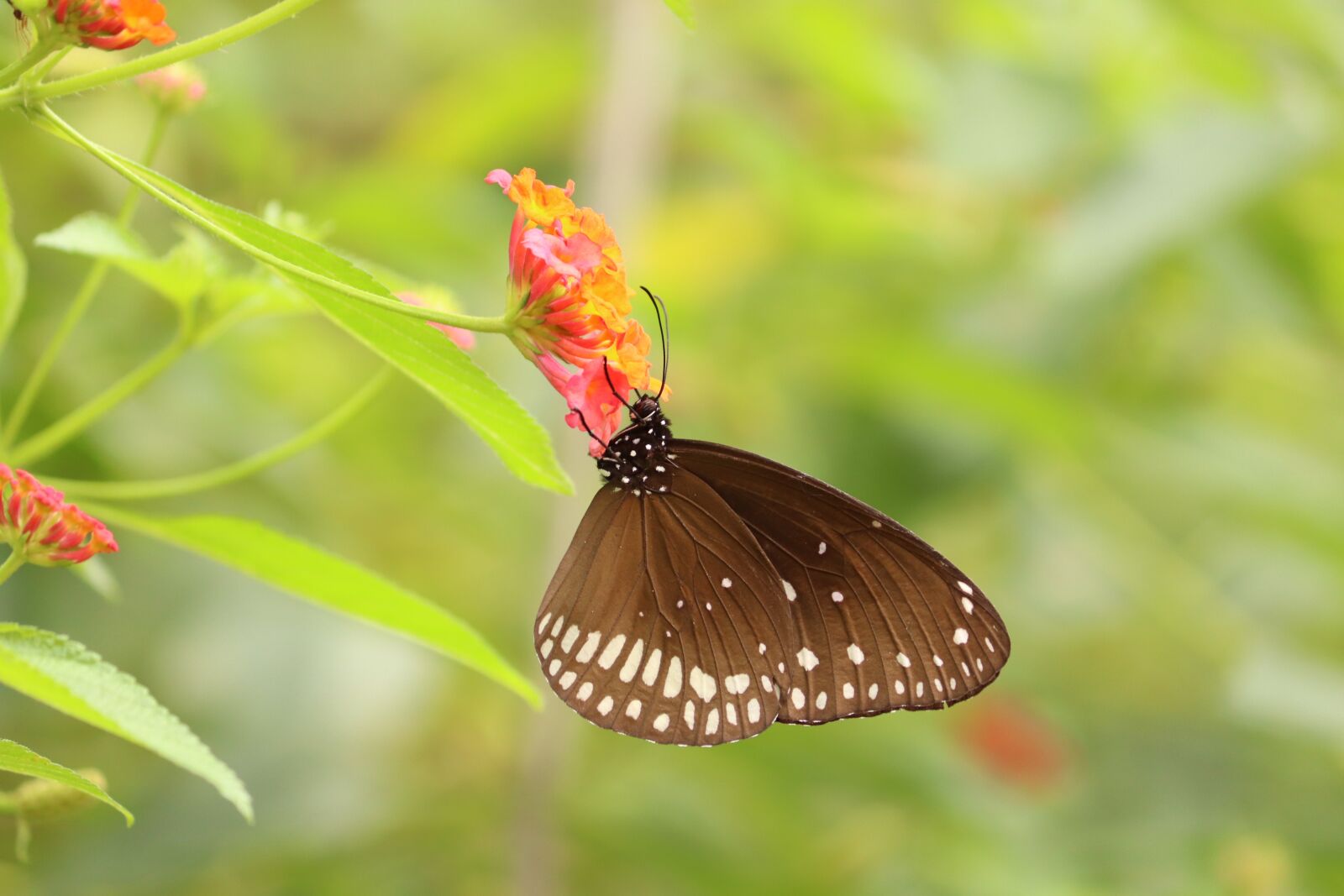 Canon EOS 77D (EOS 9000D / EOS 770D) + Canon EF-S 55-250mm F4-5.6 IS II sample photo. Butterfly, butterflies, spring photography