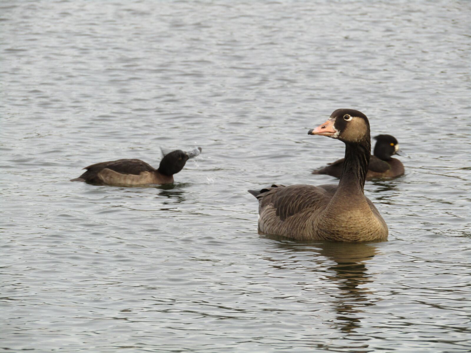 Canon POWERSHOT SX430 IS sample photo. Bird, water bird, wildlife photography