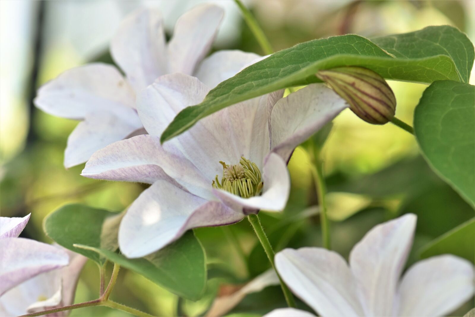 Nikon D5500 sample photo. Clematis, flower, blossom photography