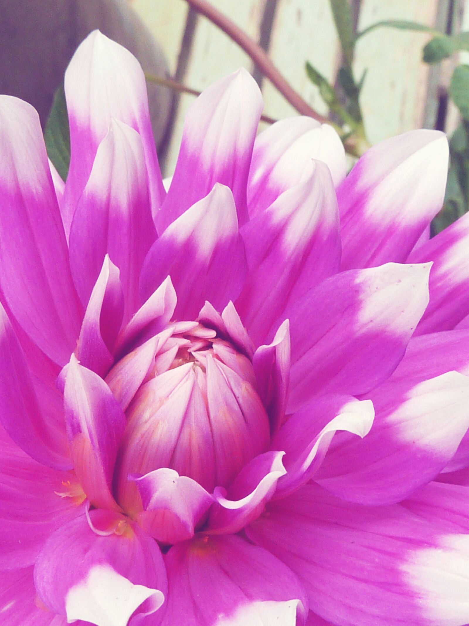 Panasonic DMC-TZ7 sample photo. Flowers, blossom, bloom photography