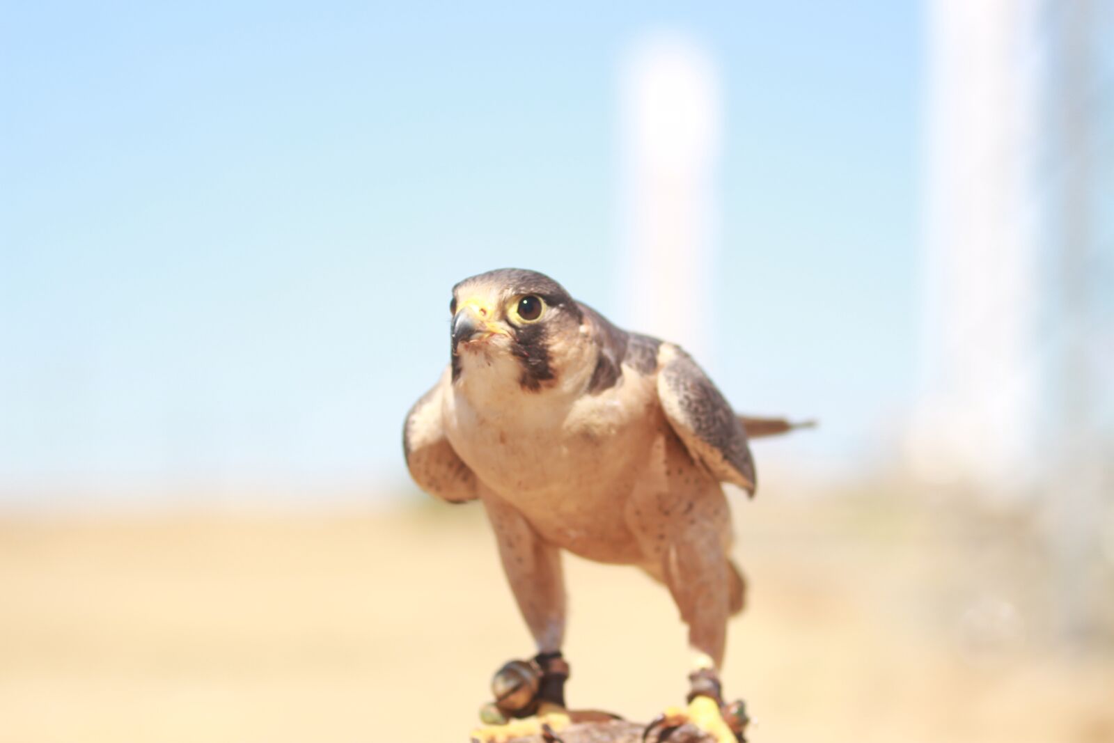 Canon EOS 700D (EOS Rebel T5i / EOS Kiss X7i) sample photo. Falcon, predator, falkner photography