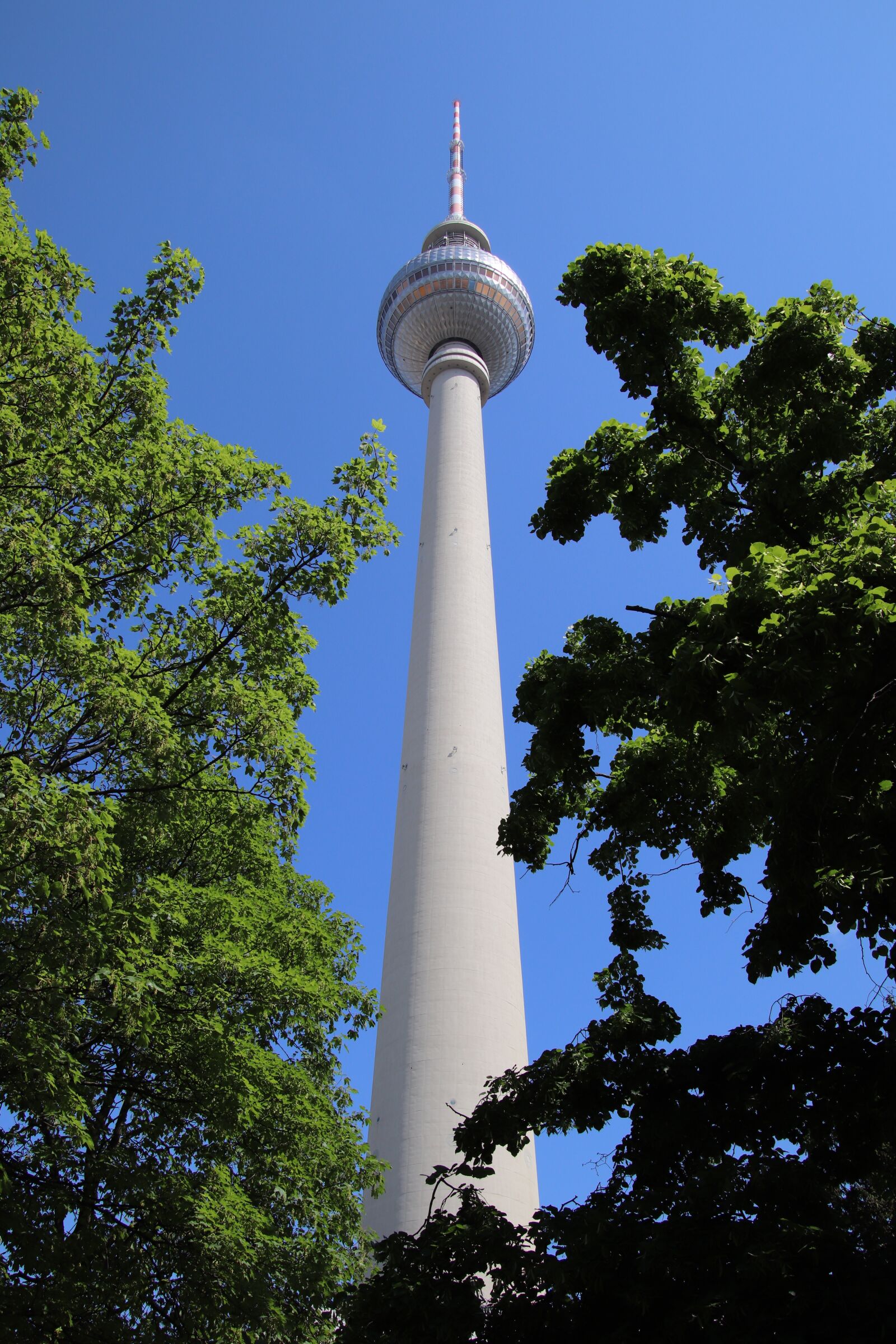 Canon EOS 800D (EOS Rebel T7i / EOS Kiss X9i) sample photo. Tv tower, leaves, tree photography