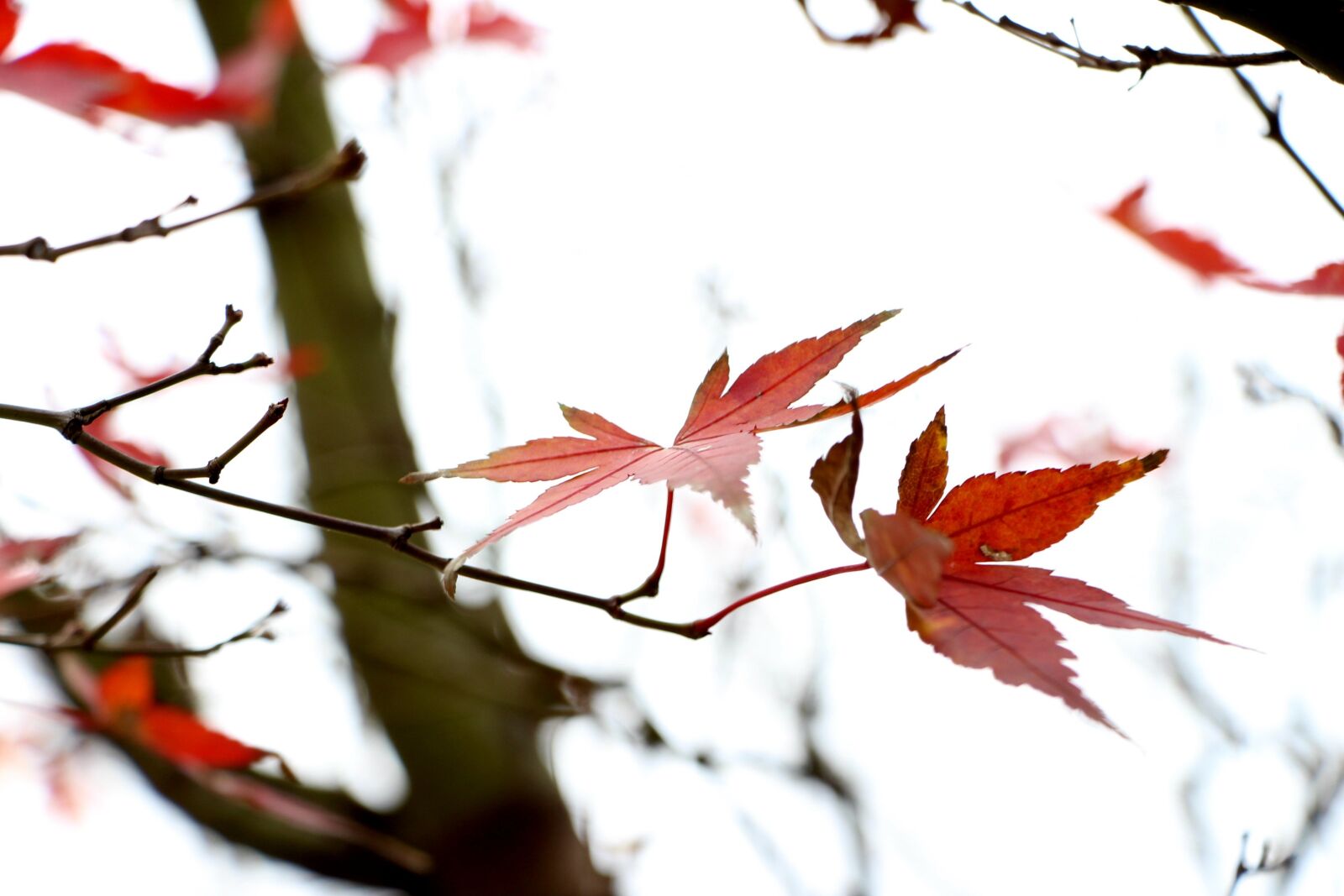 Canon EOS 700D (EOS Rebel T5i / EOS Kiss X7i) sample photo. Garden, flowers photography