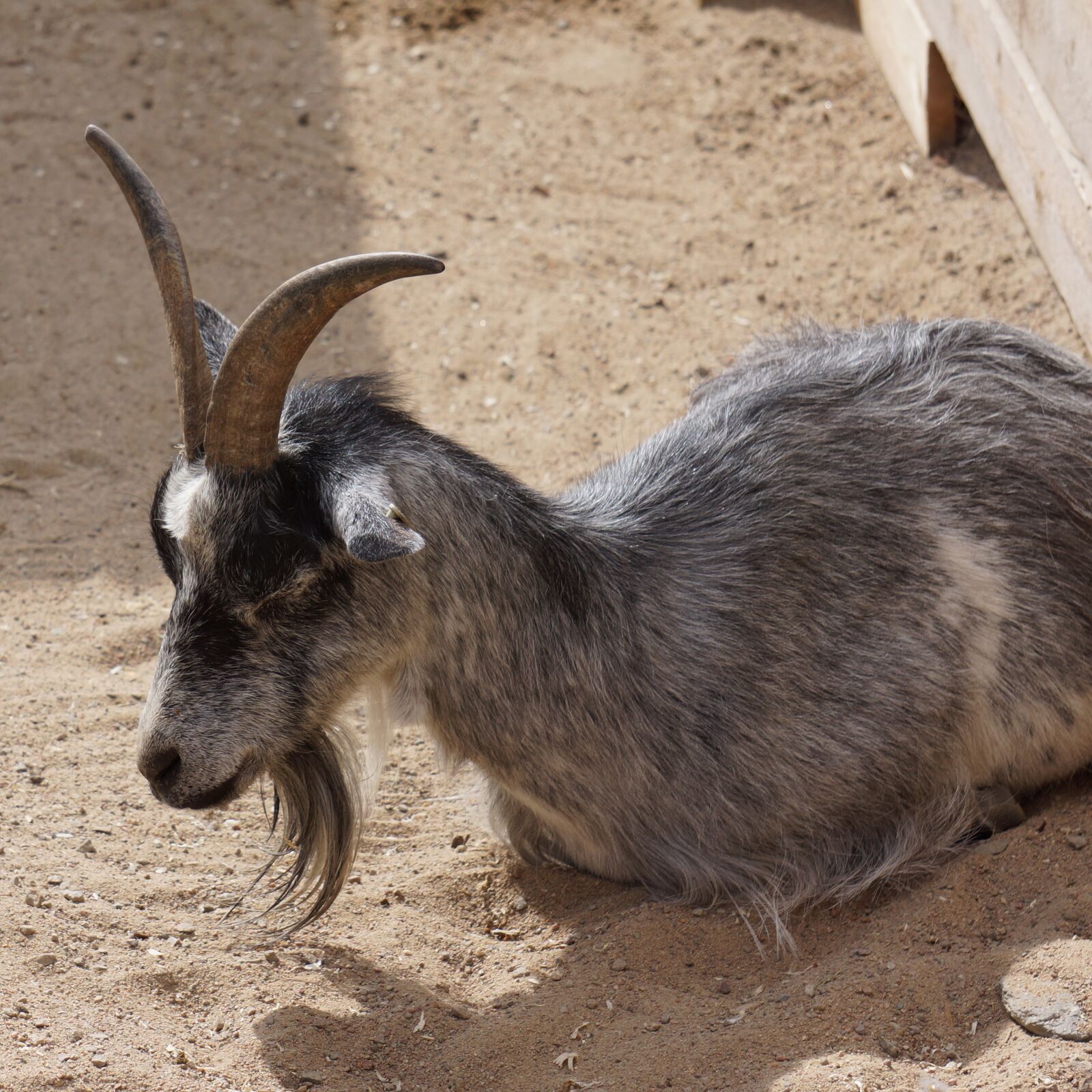 Sony Alpha NEX-7 sample photo. Goat, domestic goat, capra photography