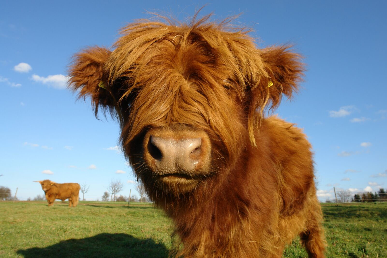 Sony DSC-R1 sample photo. Beef, cow, livestock photography