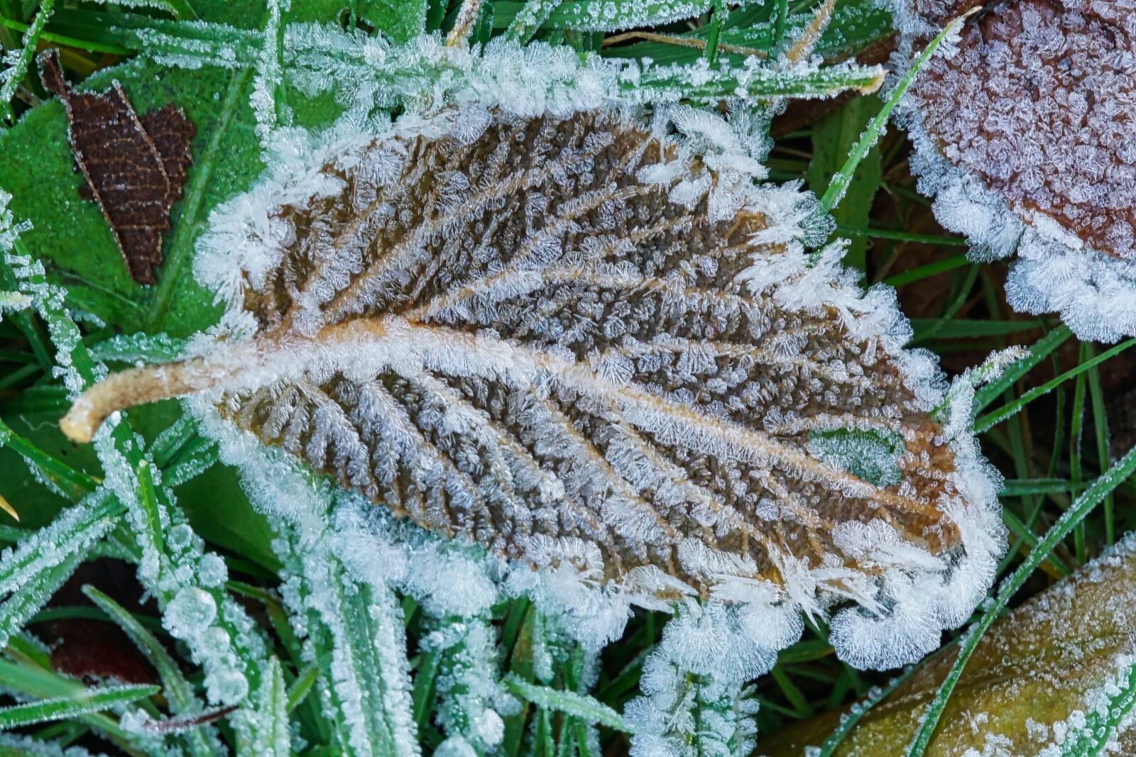 Sony a5100 + Sony E 30mm F3.5 Macro sample photo. Eiskristalle, background, nature photography