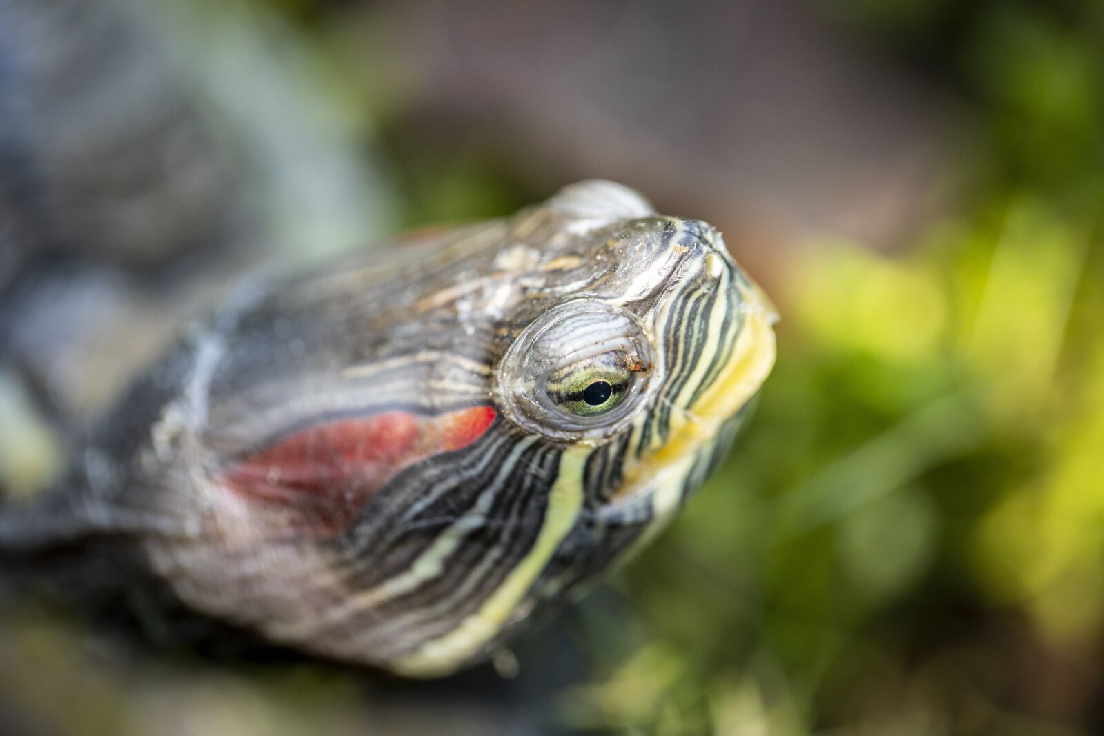 Canon EF 100mm F2.8L Macro IS USM sample photo. Reptile, tortoise, turtle photography