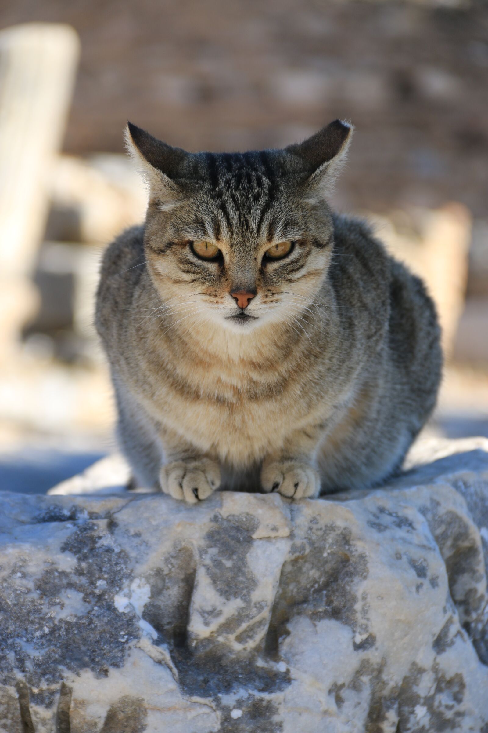 Canon EF-S 18-135mm F3.5-5.6 IS sample photo. Cat, animal, animal portrait photography