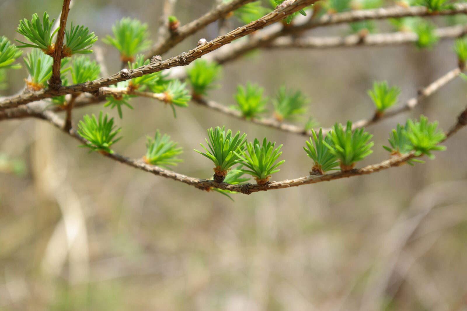 Samsung GX-10 sample photo. Taxodium, a new leaf photography