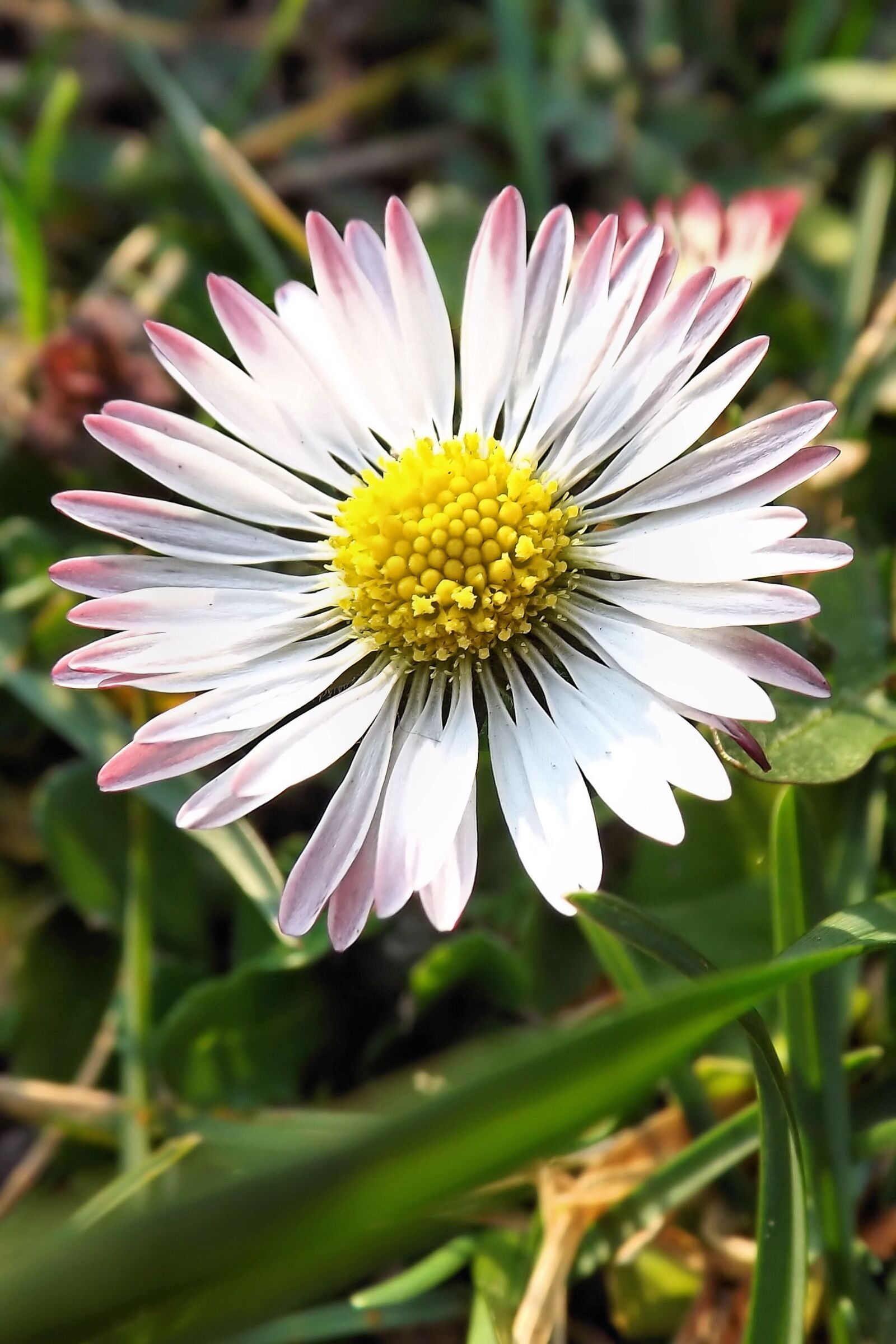 Fujifilm FinePix S4300 sample photo. Daisy, meadow, wildflowers photography