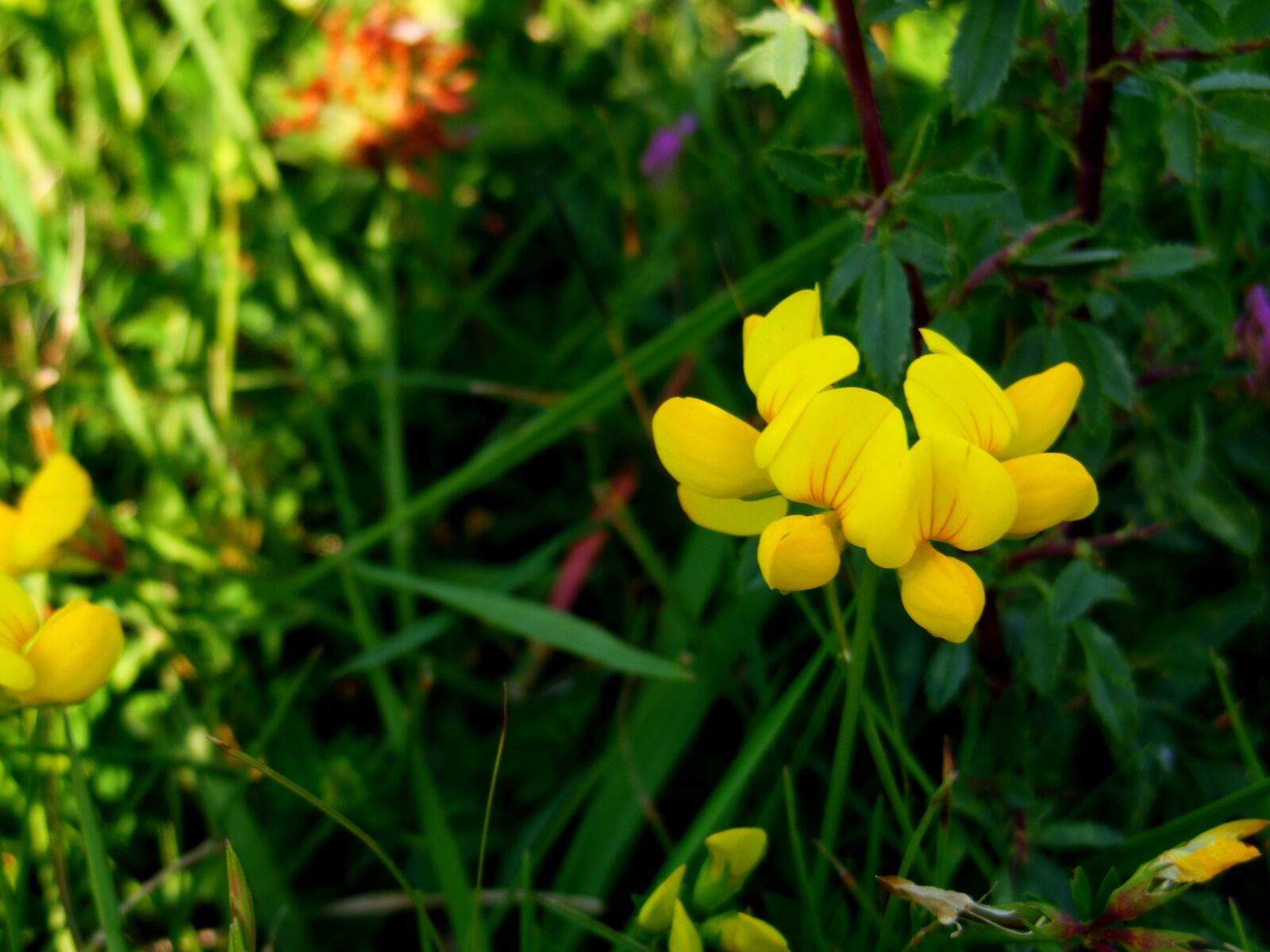 Nikon Coolpix S9300 sample photo. Black medick, flower, yellow photography