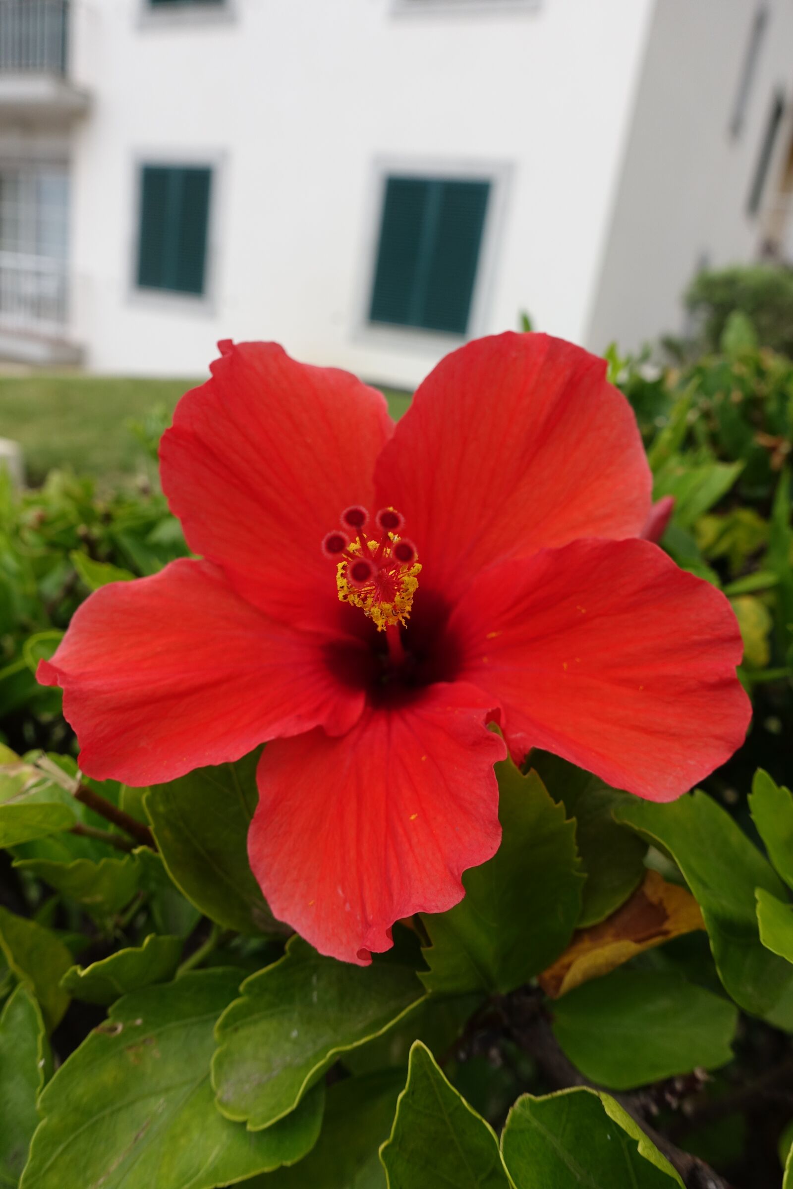Sony Cyber-shot DSC-RX100 III sample photo. Flower, red, green photography