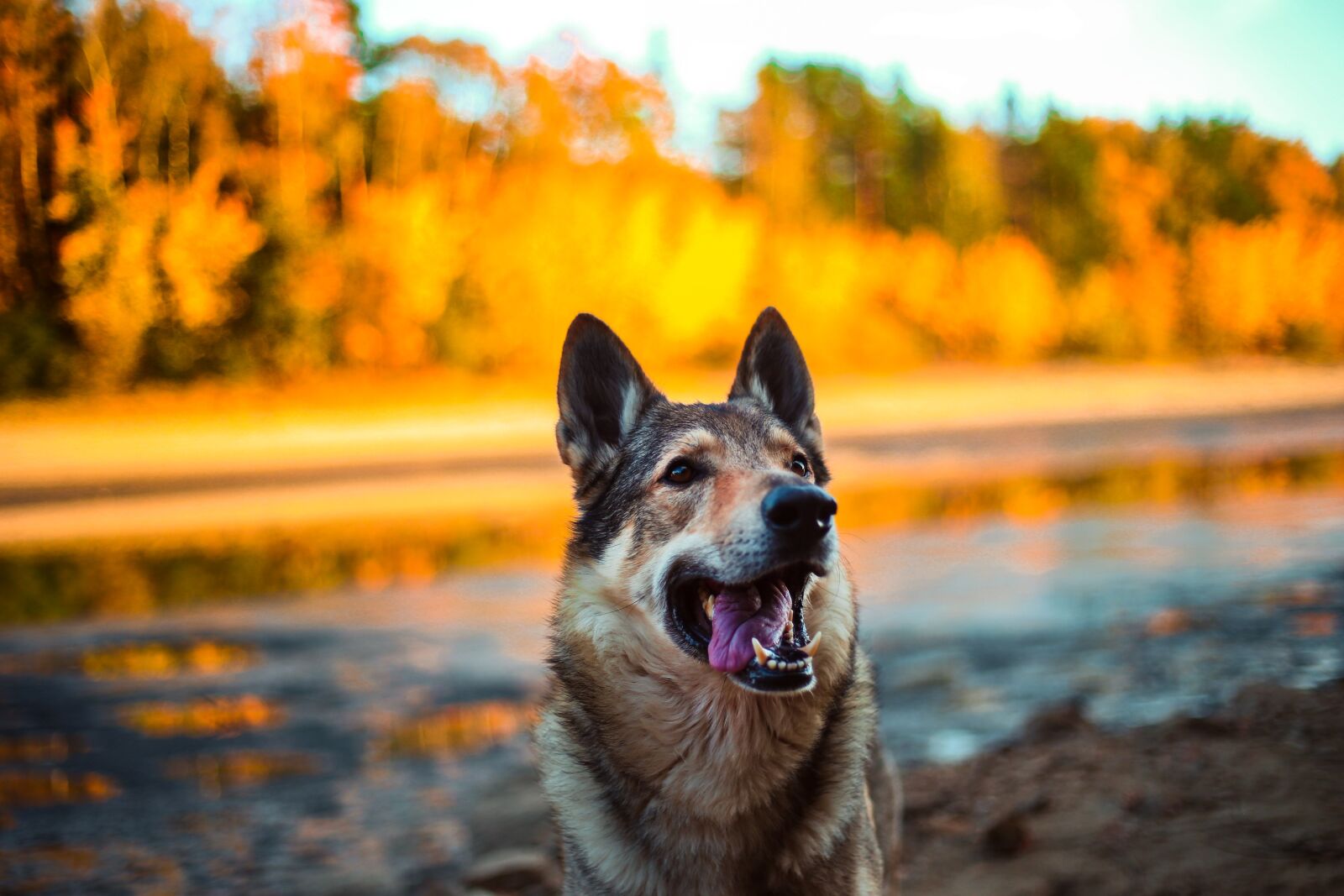 Canon EF 50mm F1.8 II sample photo. Dog, alsatian, animal photography