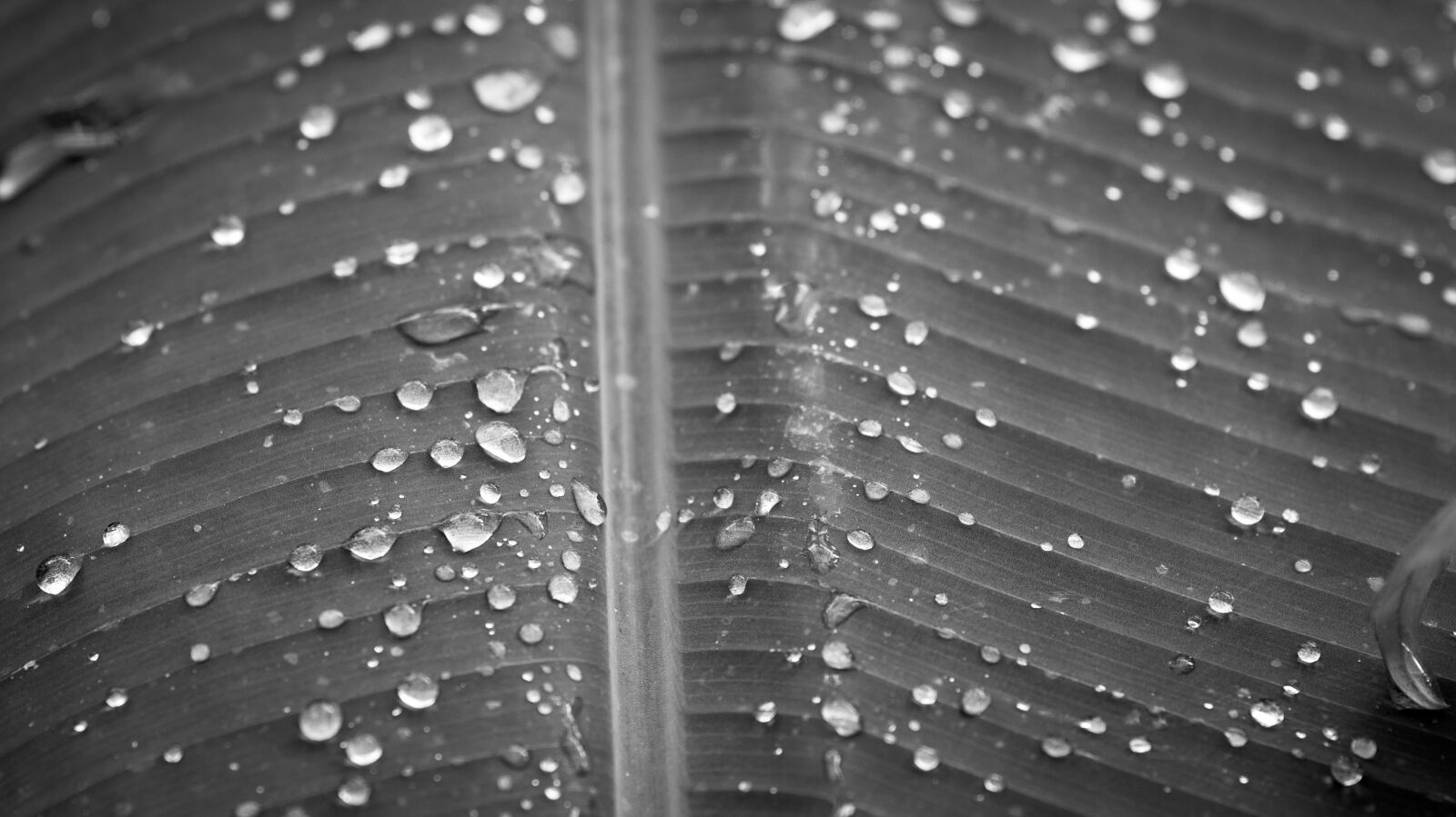 Sony SLT-A58 sample photo. Pearl, dew, no person photography