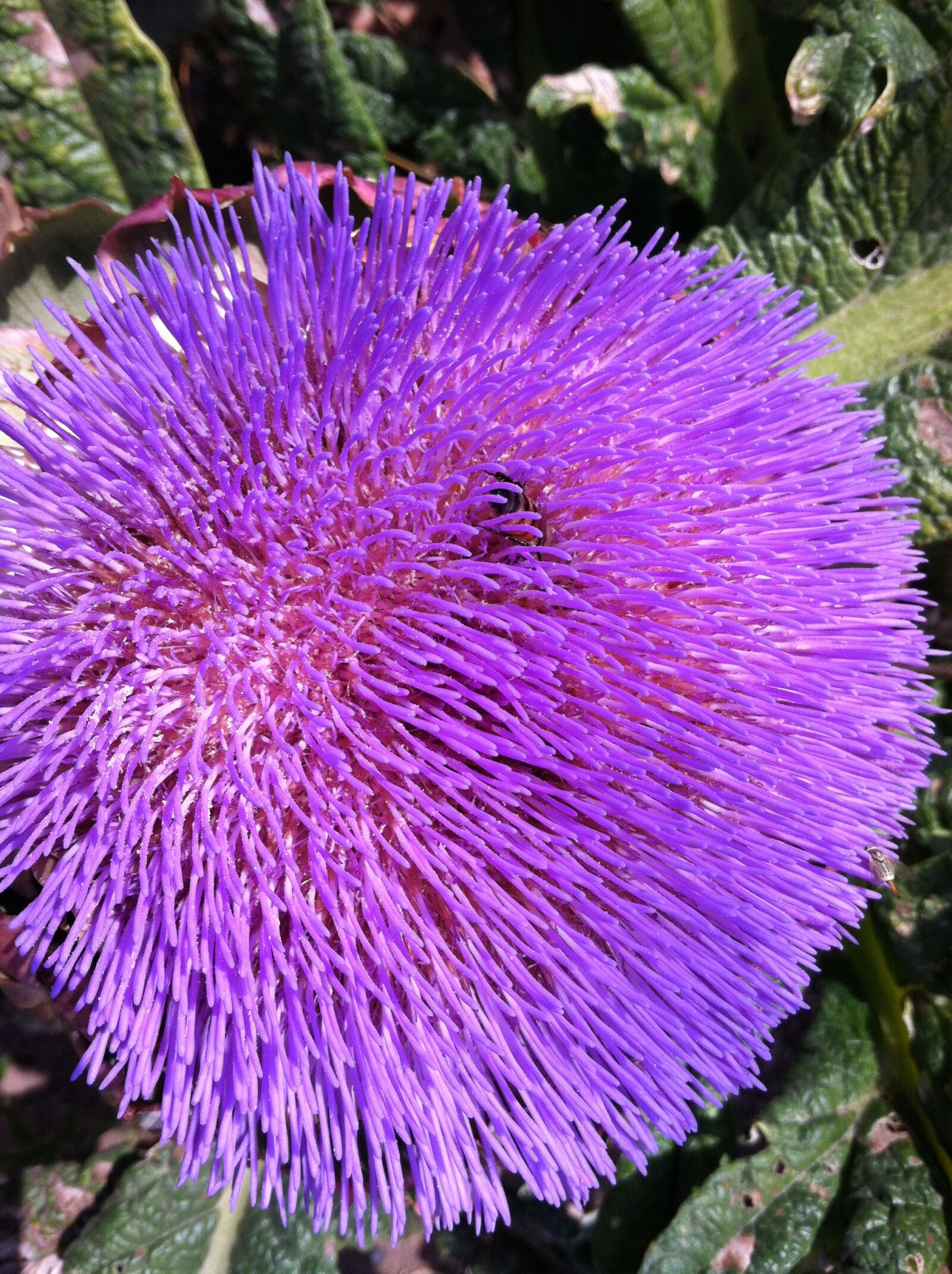 Apple iPhone 4 sample photo. Flower, purple, lavender photography
