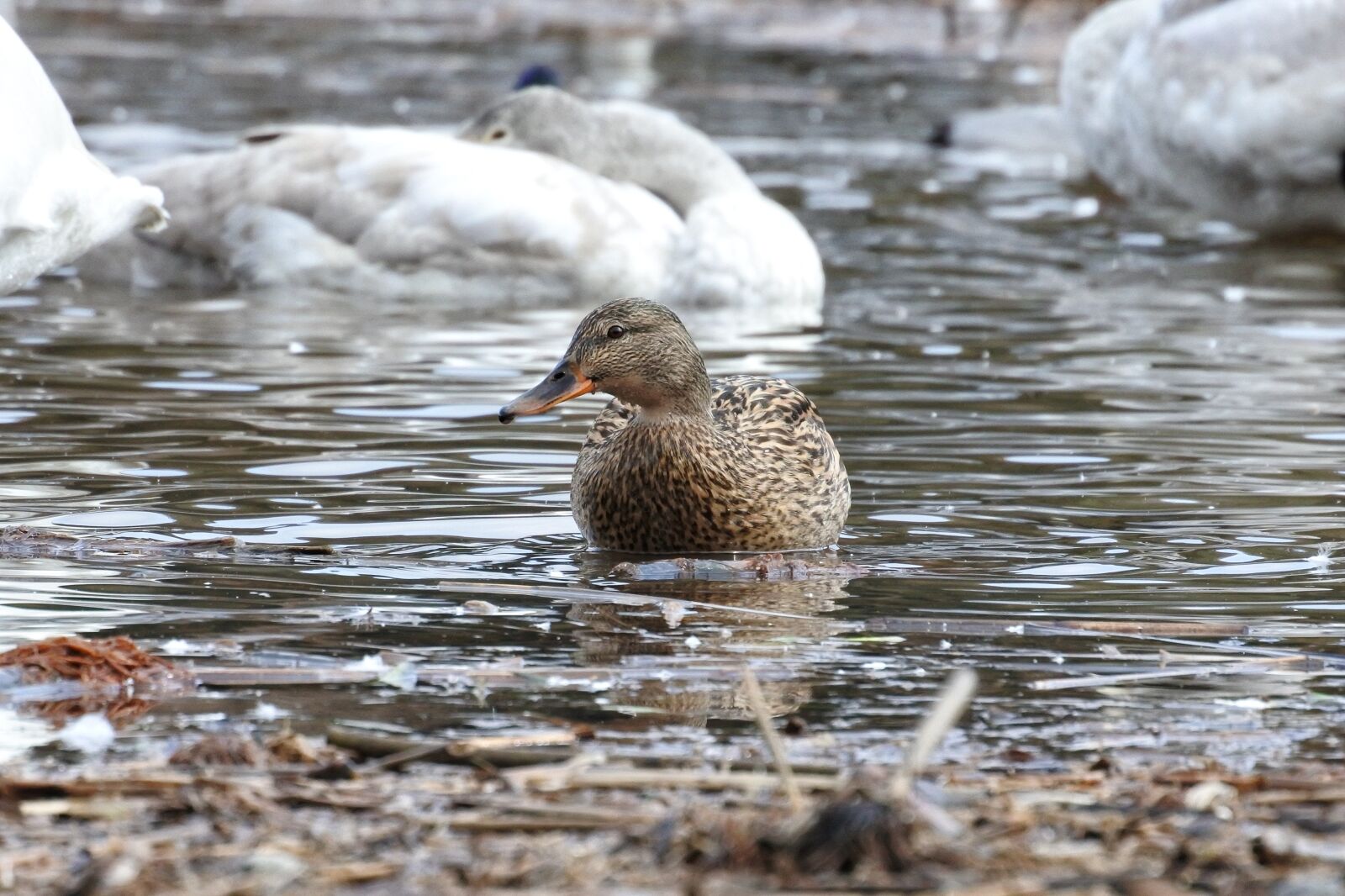 Nikon 1 Nikkor VR 30-110mm F3.8-5.6 sample photo. Animal, duck, waterfowl photography