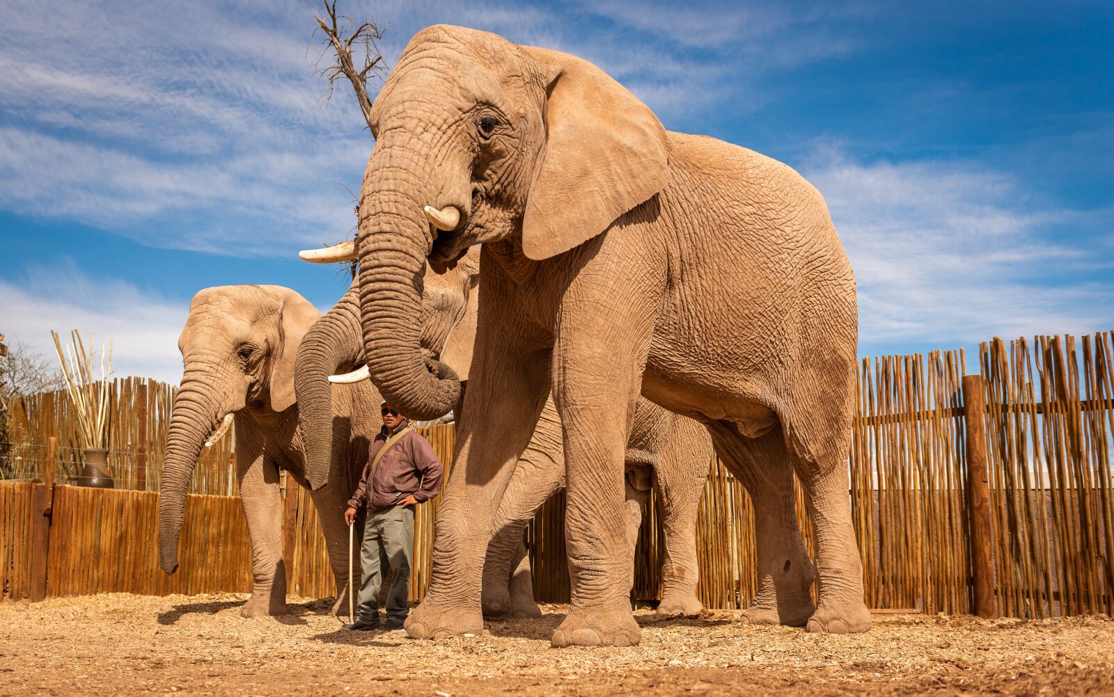 Nikon D750 sample photo. South africa, elephant, africa photography